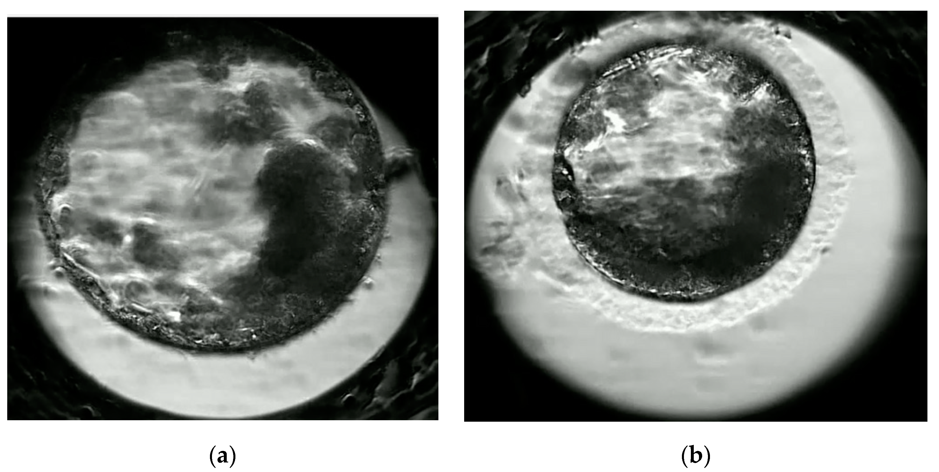 Frontiers  Functional and Morphological Characterization of Small and  Large Steroidogenic Luteal Cells From Domestic Cats Before and During  Culture