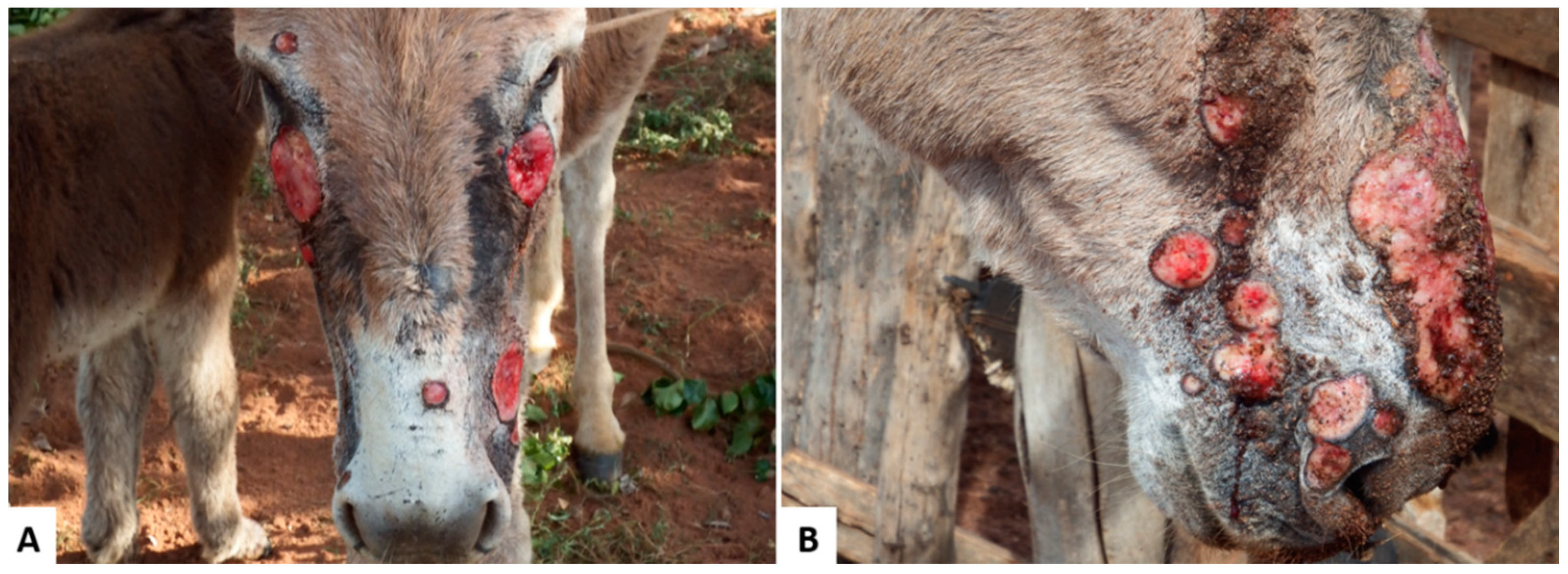 Animals | Free Full-Text | Skin Diseases in Donkeys and Mules—An Update