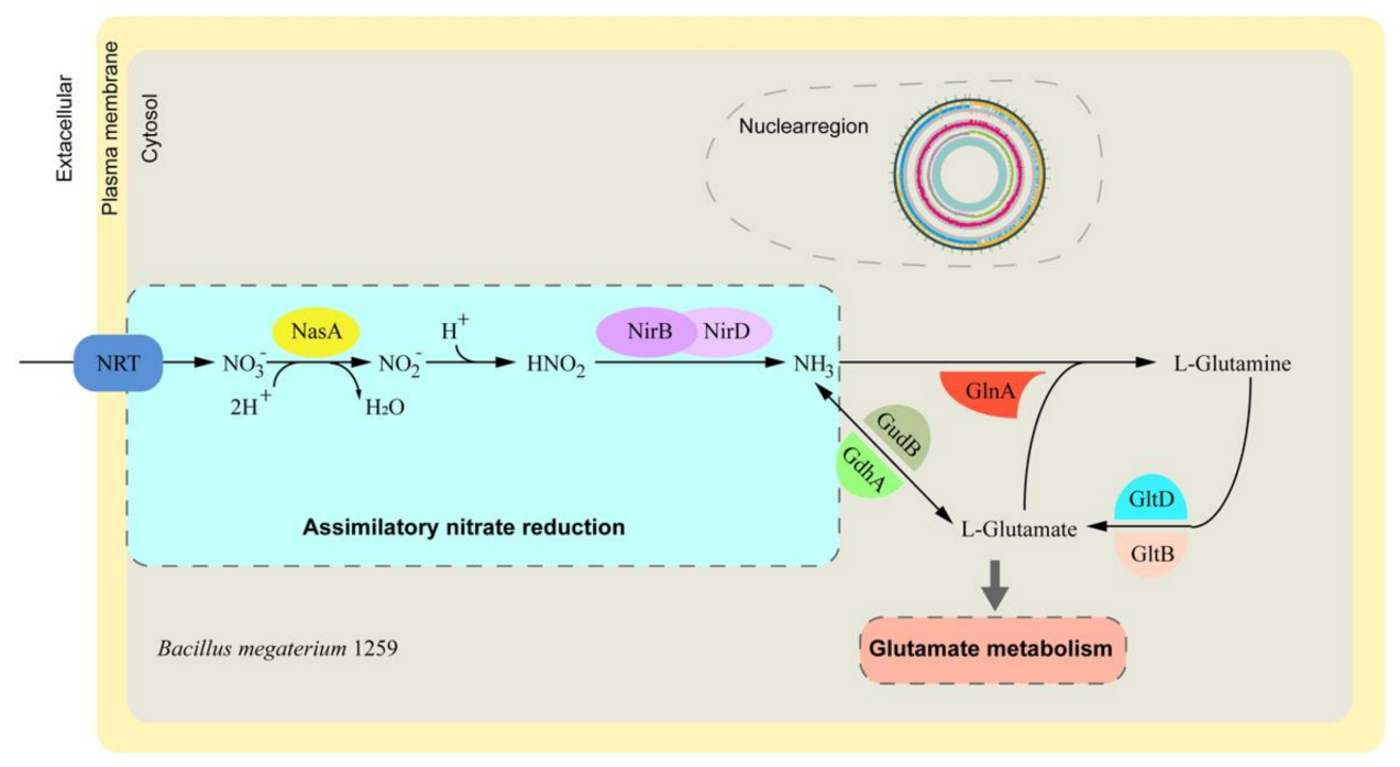 Animals | Free Full-Text | Genomics Analysis of Bacillus megaterium ...