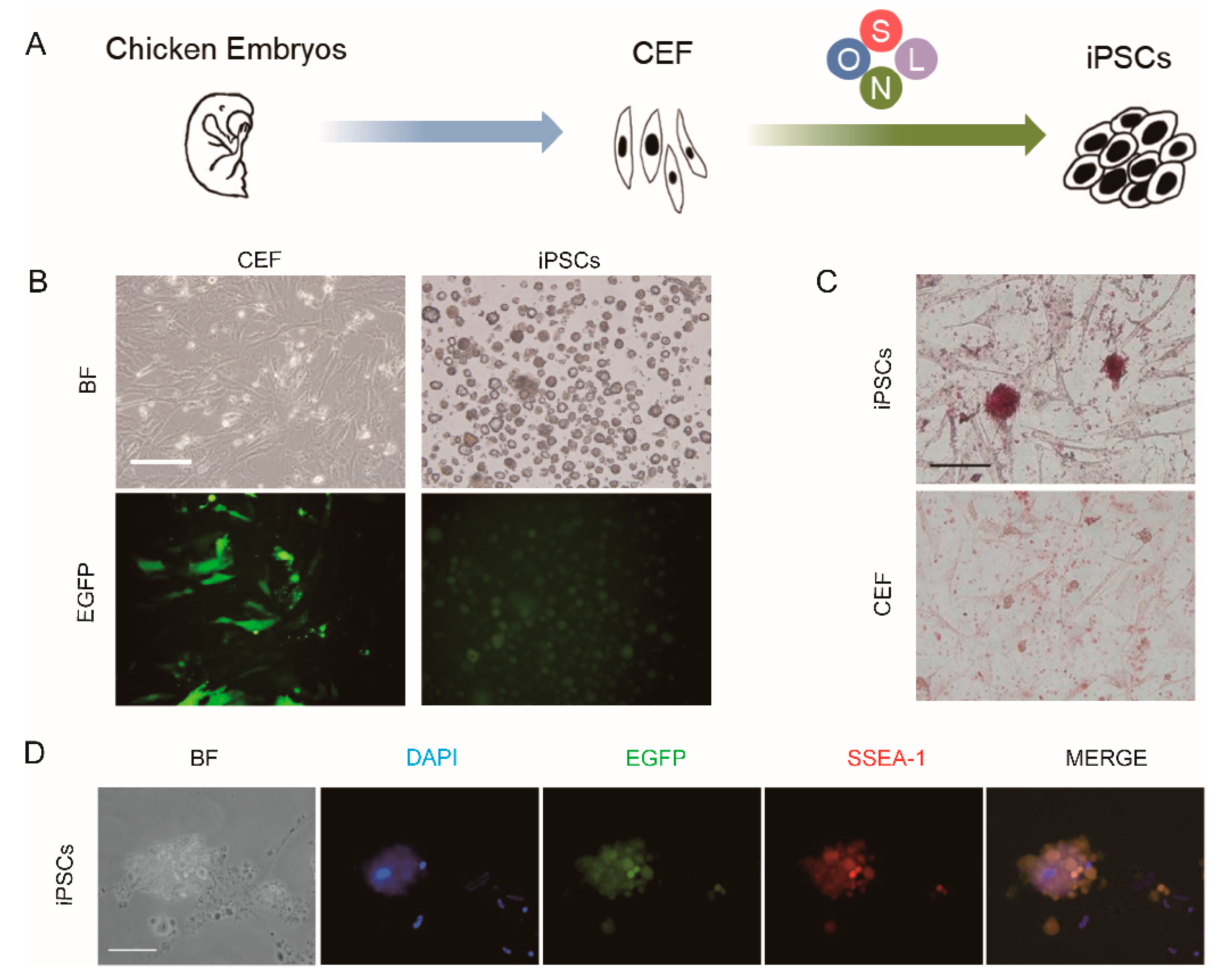 Animals 11 00425 g001