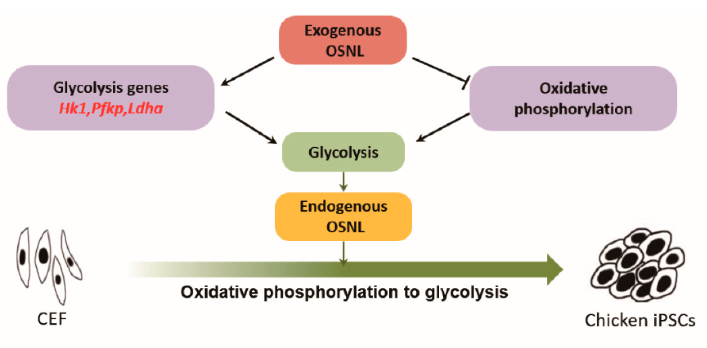 Animals 11 00425 g008