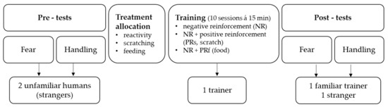 Animals Free Full Text From The Horse S Perspective Investigating Attachment Behaviour And The Effect Of Training Method On Fear Reactions And Ease Of Handling A Pilot Study Html