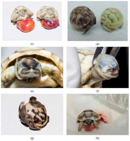 Animals Free Full Text Monitoring of Unhatched Eggs in