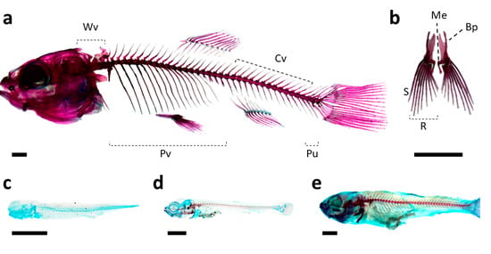 Animals | Free Full-Text | Skeletal Development and Deformities in