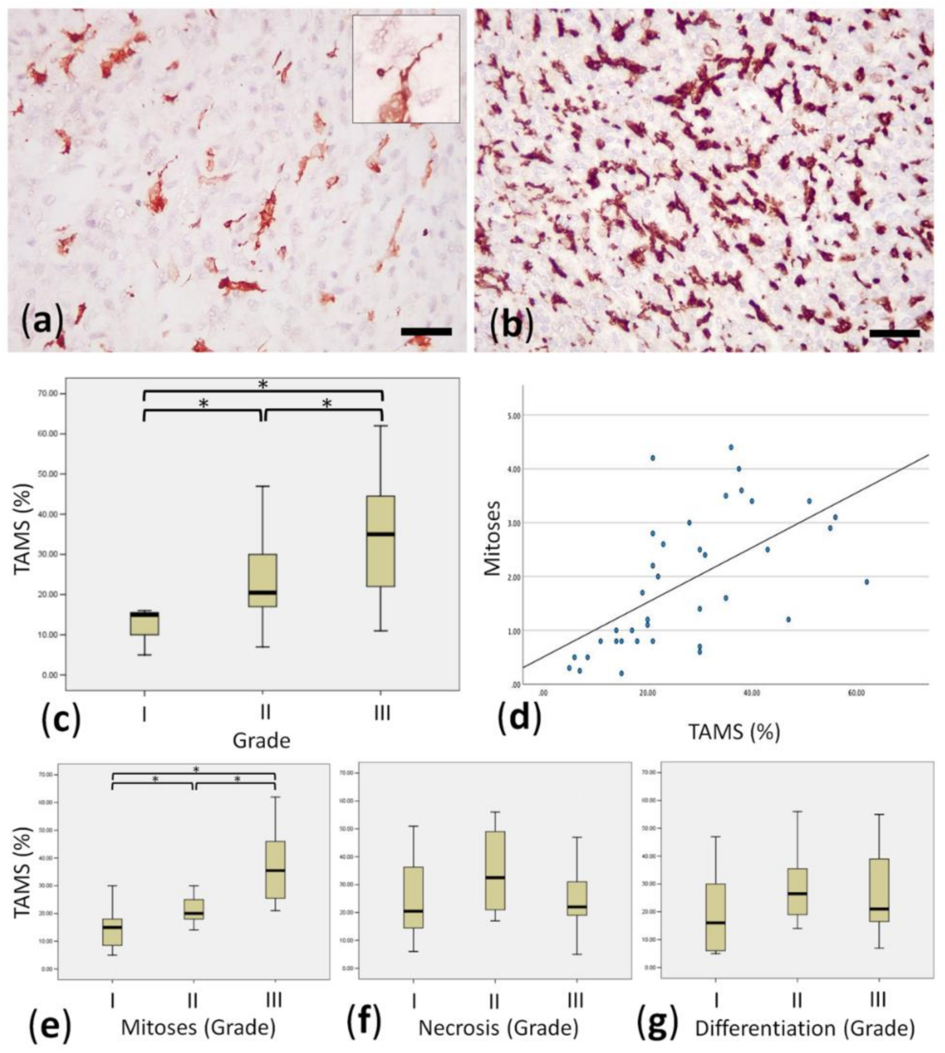 Animals | Free Full-Text | Correlation between Tumour Associated Macrophage  (TAM) Infiltration and Mitotic Activity in Canine Soft Tissue Sarcomas