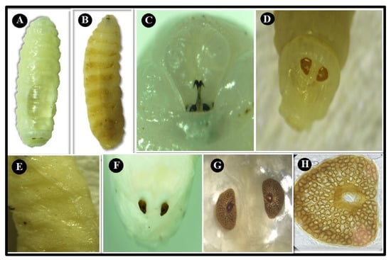 Nasal Bots (Parasites)  Missouri Department of Conservation