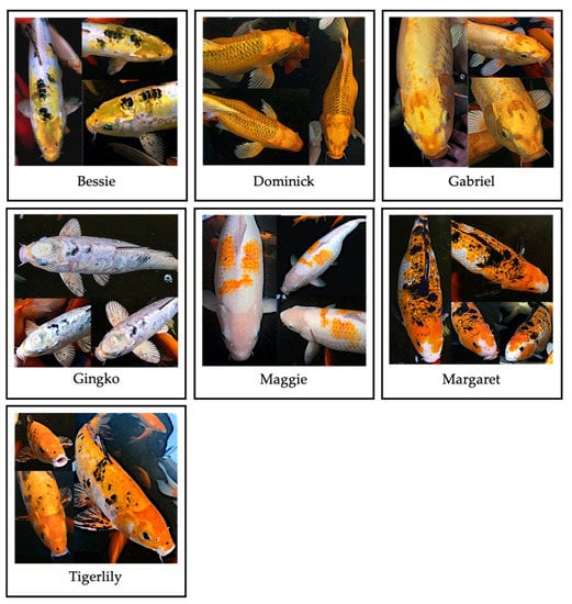 koi fish descriptions