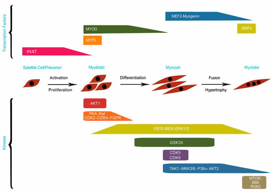 Performance All the Way Down: Genes, Development, and Sexual