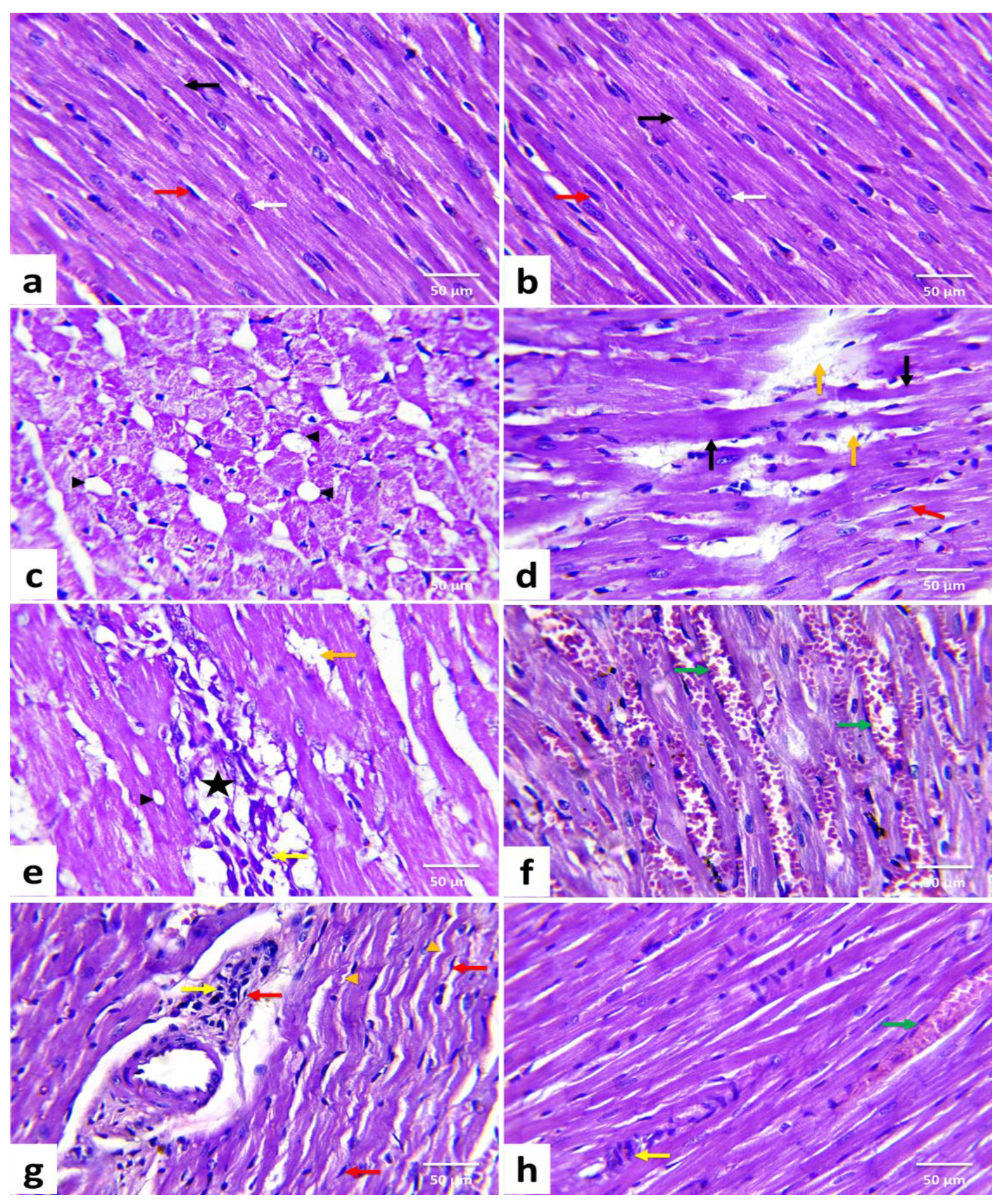 Animals 11 00886 g002 Animals 11 00886 g002