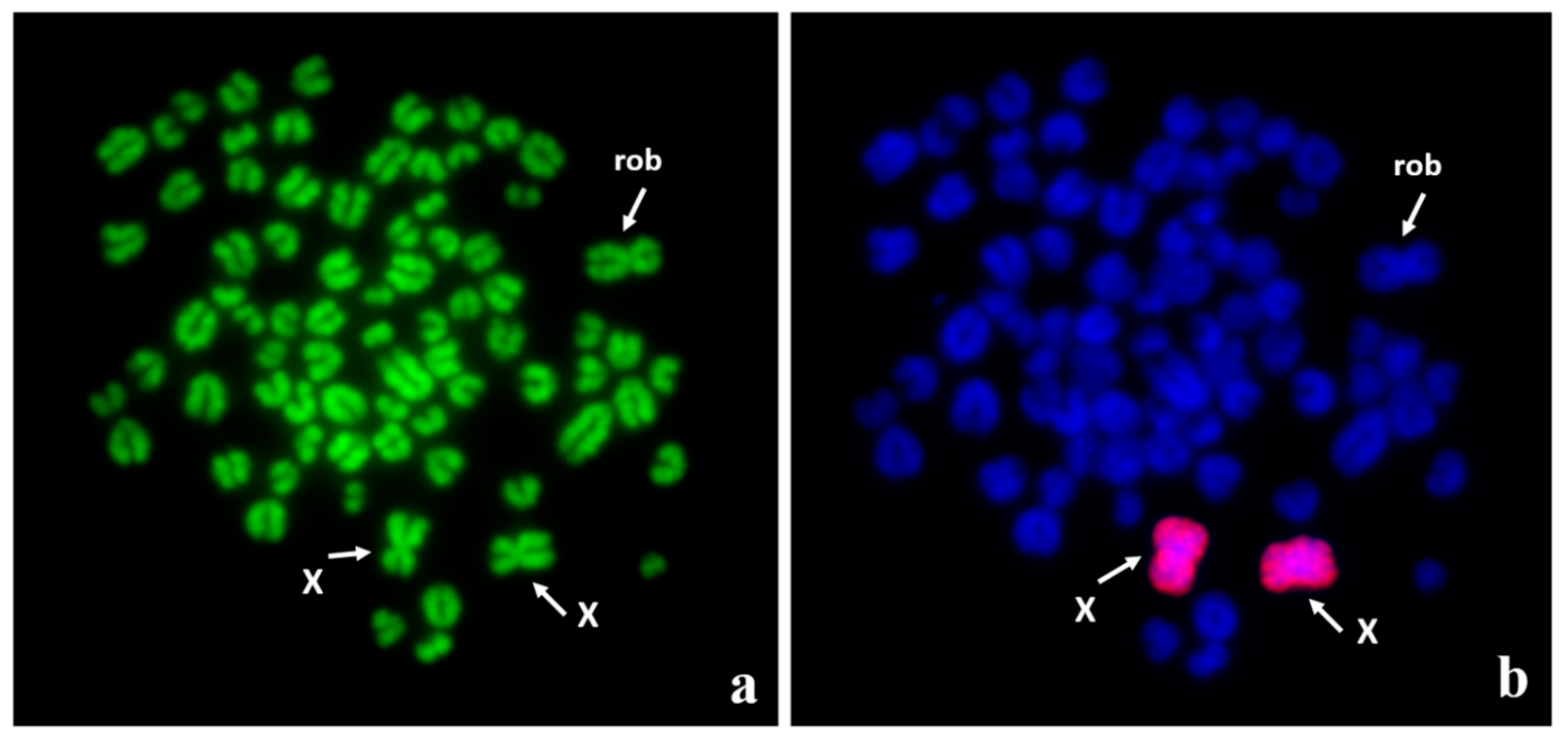 Animals 11 00947 g002