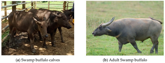 Animals | Free Full-Text | Comparative Growth and Economic Performances  between Indigenous Swamp and Murrah Crossbred Buffaloes in Malaysia