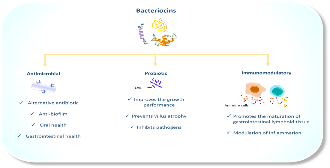 Animals Free Full Text Bacteriocins From Lactic Acid Bacteria A Powerful Alternative As Antimicrobials Probiotics And Immunomodulators In Veterinary Medicine Html