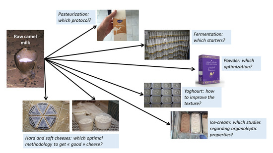 Animals Free Full Text Recent Advances In Camel Milk Processing Html