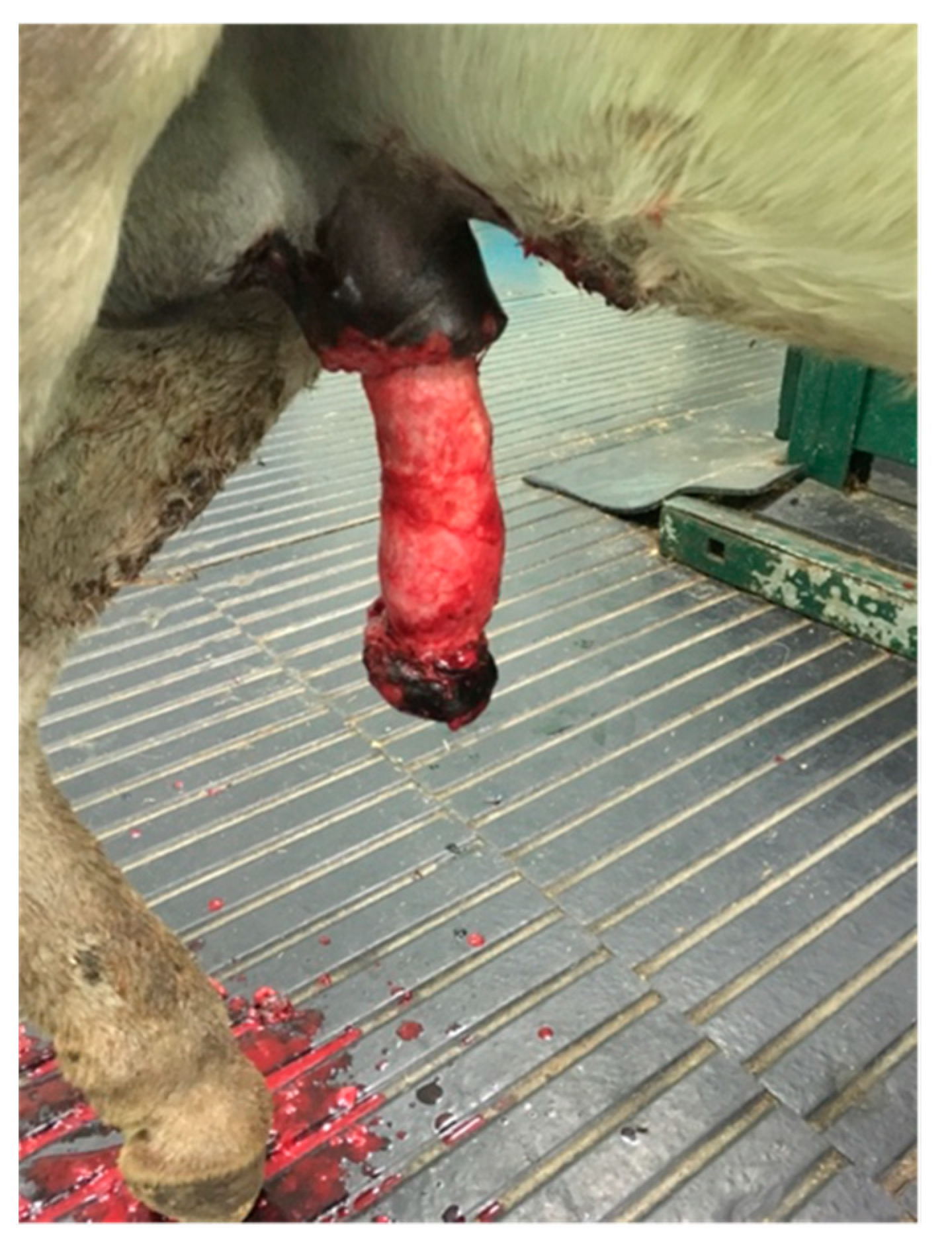 Animals | Free Full-Text | Segmental Posthetomy in a Four Stallions Case  Series