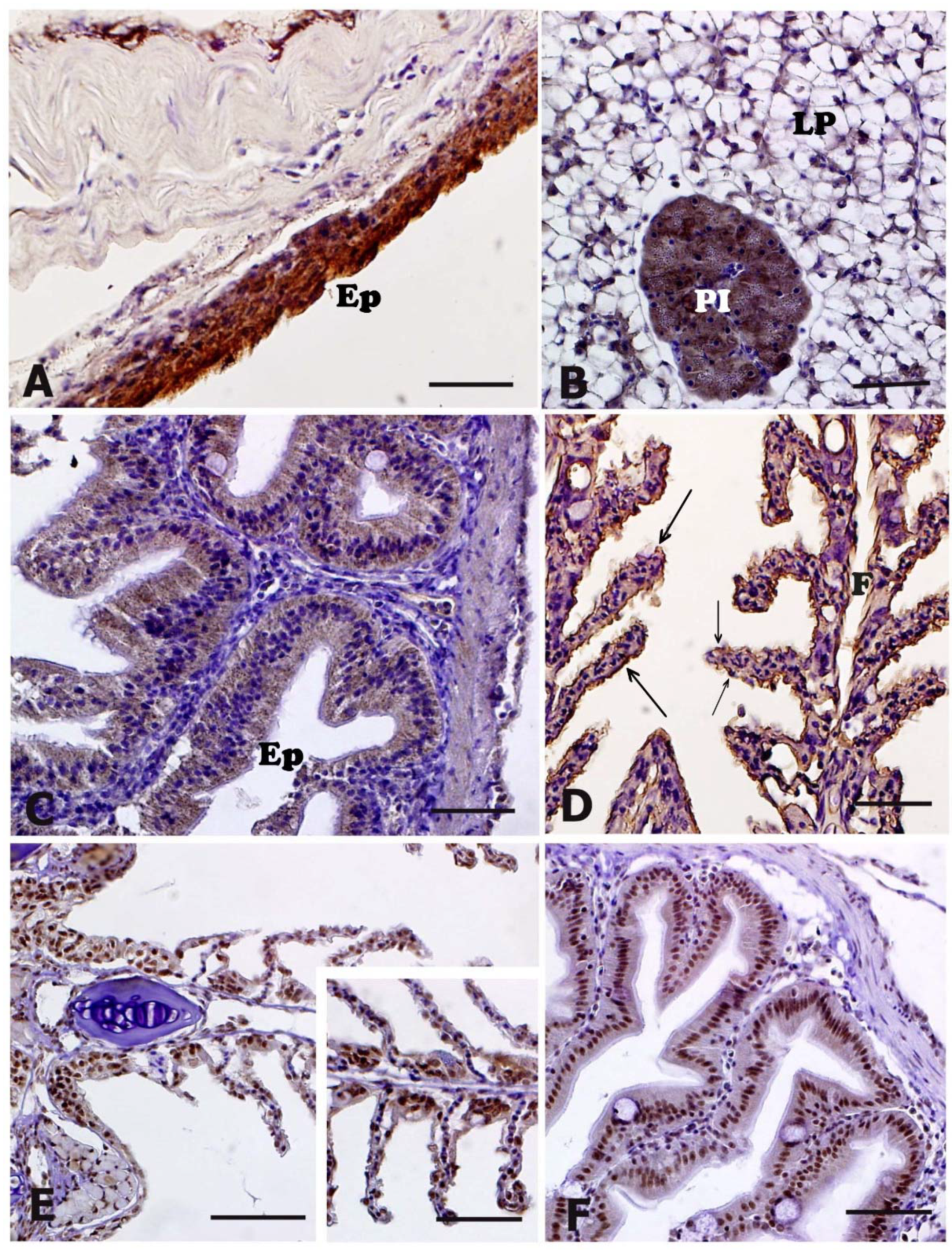 Animals 11 01160 g005