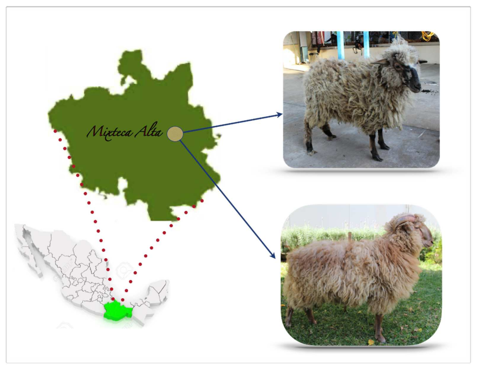 Animals | Free Full-Text | Genetic Characterization of a Sheep Population  in Oaxaca, Mexico: The Chocholteca Creole