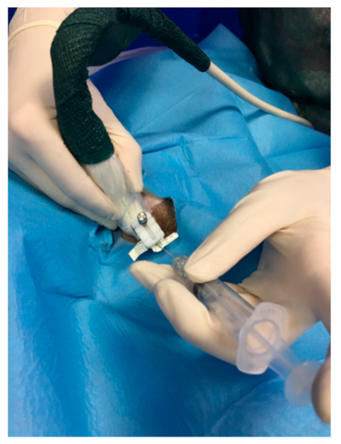 Animals | Free Full-Text | Ultrasound-Guided Funicular Block: Ropivacaine  Injection into the Tissue around the Spermatic Cord to Improve Analgesia  during Orchiectomy in Dogs
