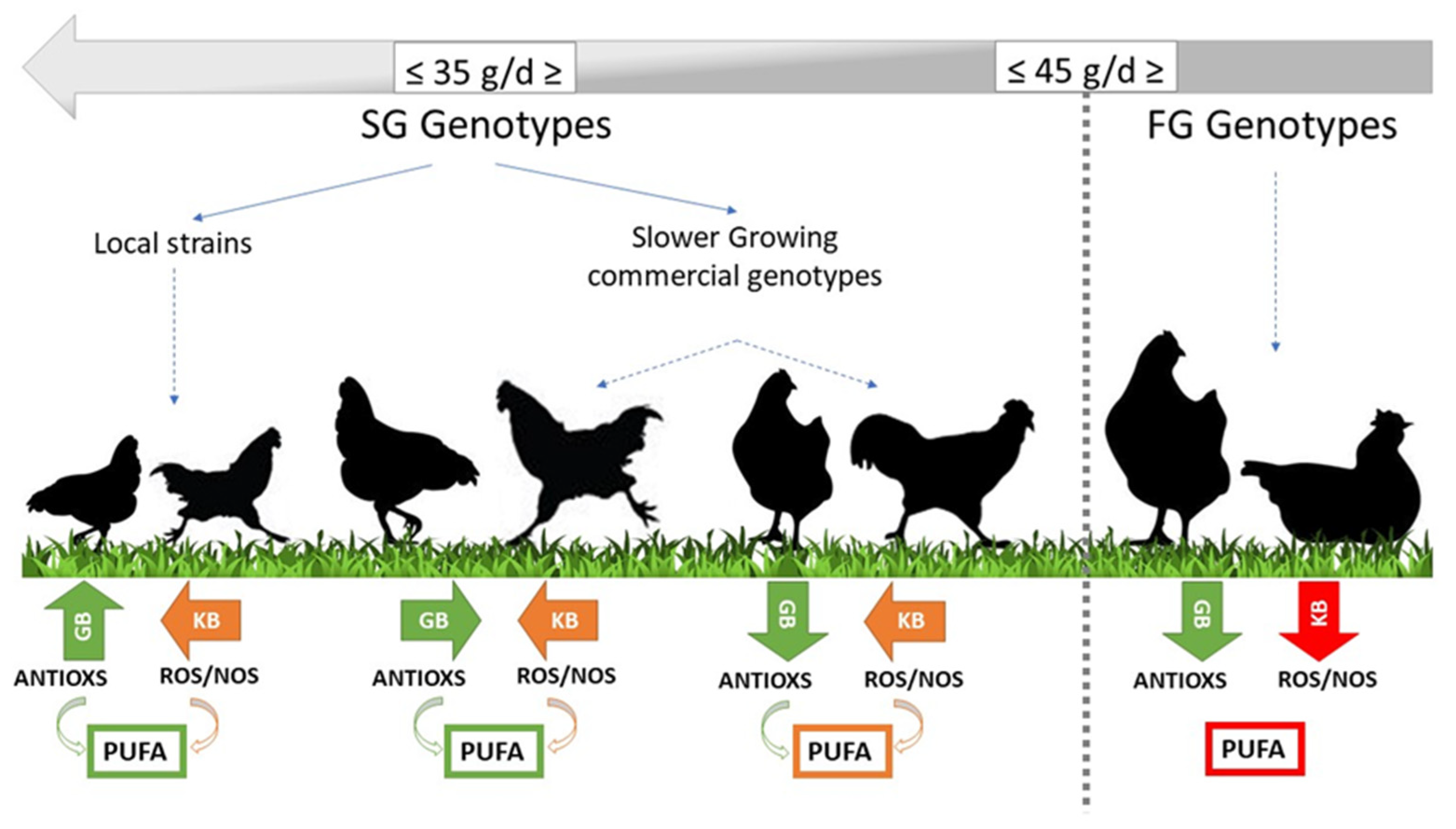 Effective farming; a text-book for American schools. Agriculture. 426  Effective Farming 212. Types of poultry. — Chickens are classified in two  ways, according to the origin of the breed and according