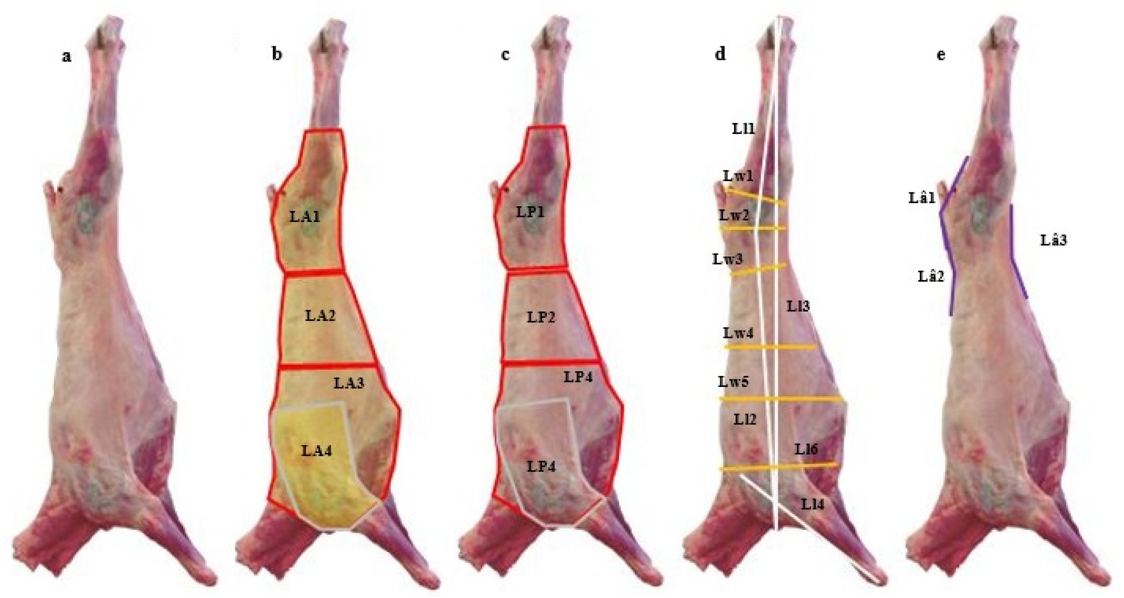 Processing data: carcass weight (kg), breast weight (g), carcass