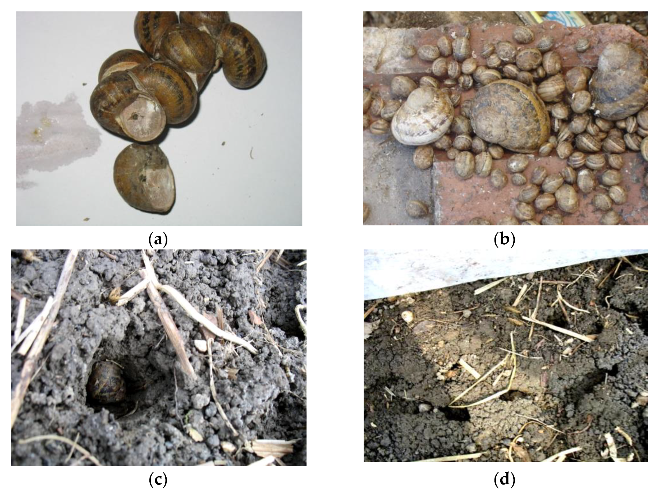 Animals 11 01420 g004