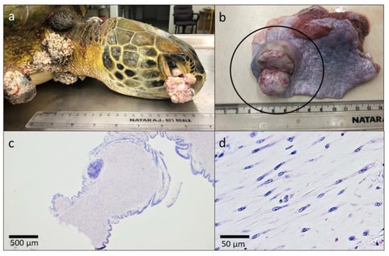 Animals | Free Full-Text | Chelonid Alphaherpesvirus 5 Prevalence and ...