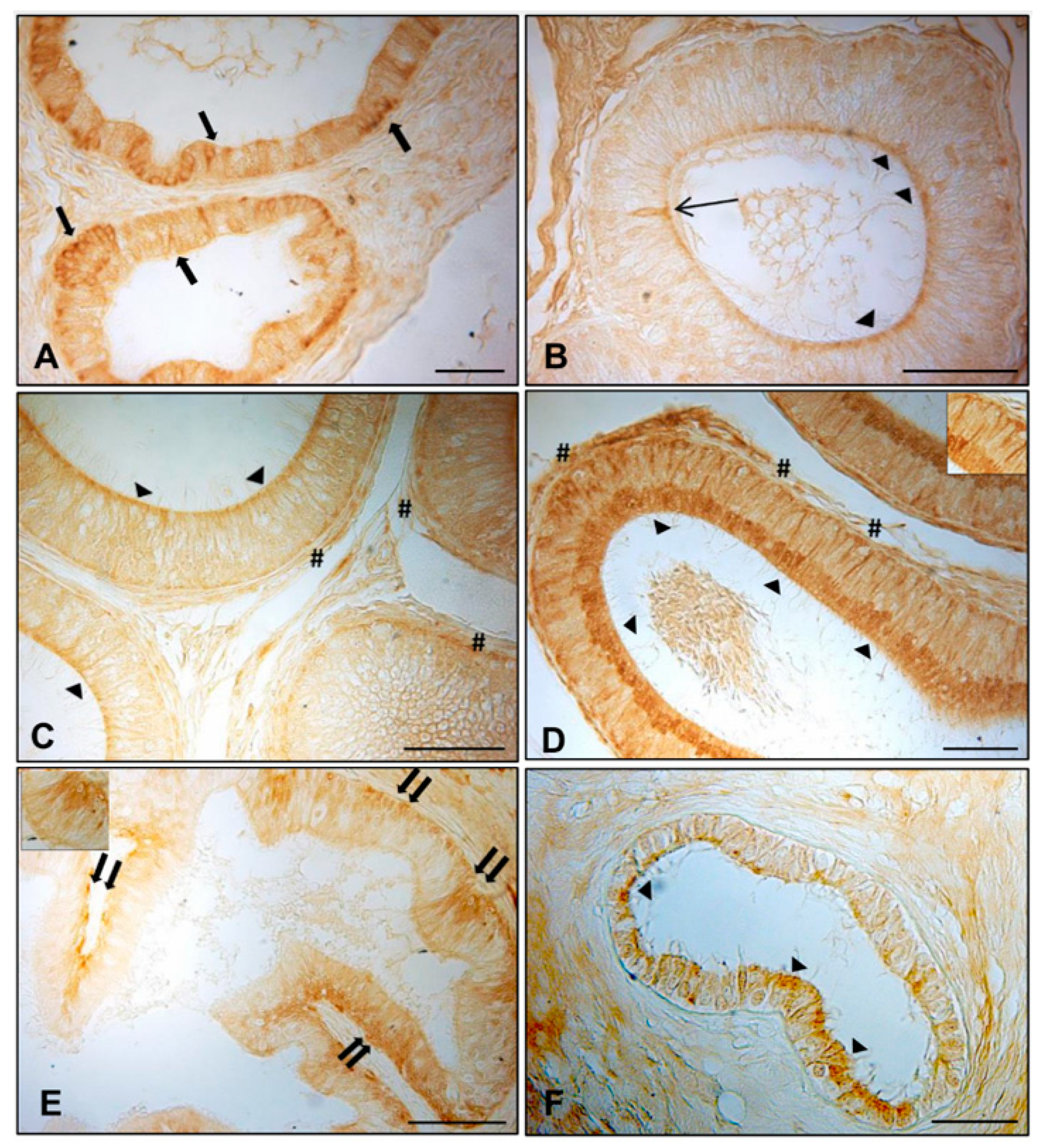 Animals 11 01539 g002 Animals 11 01539 g002