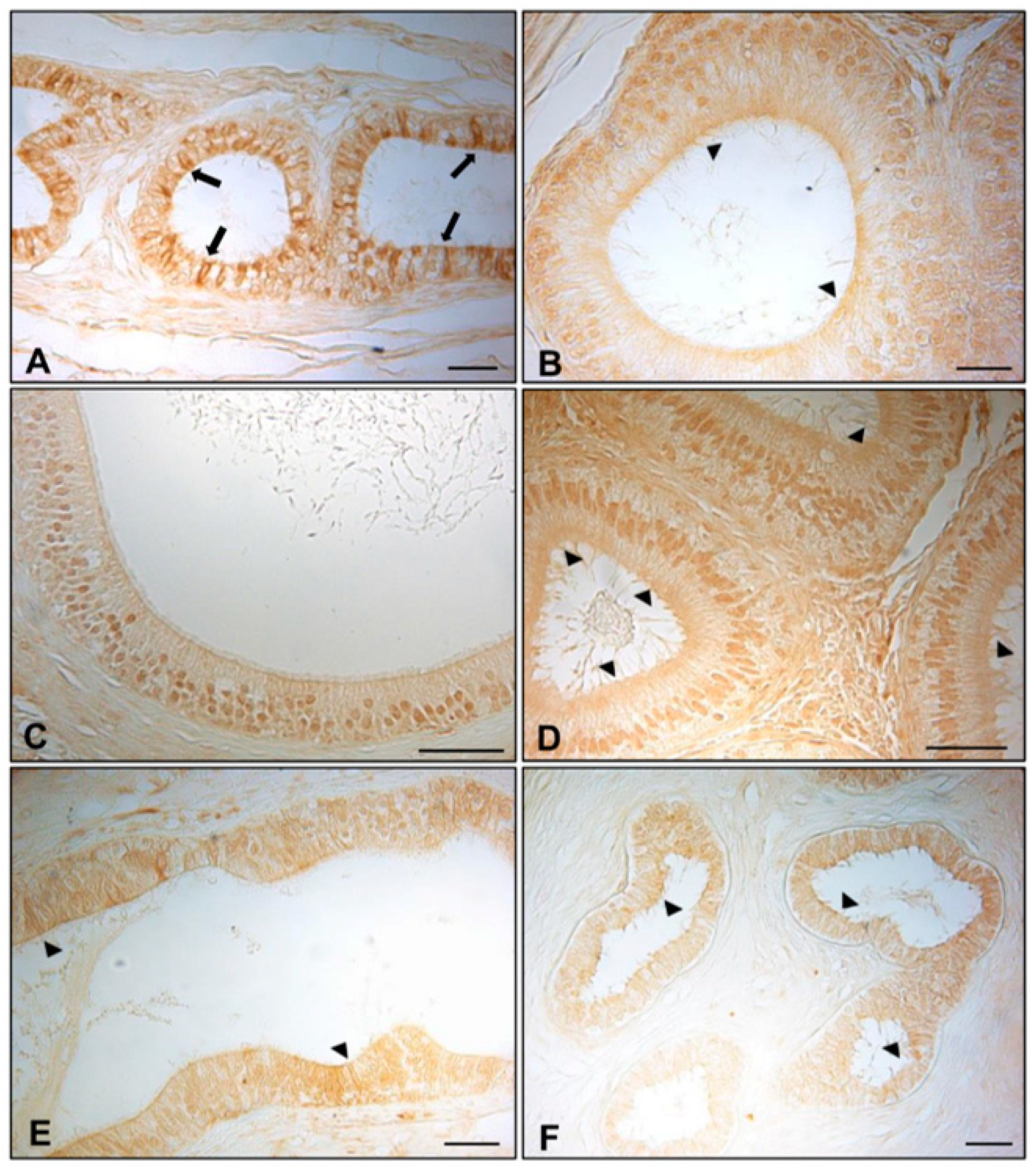 Animals 11 01539 g003 Animals 11 01539 g003