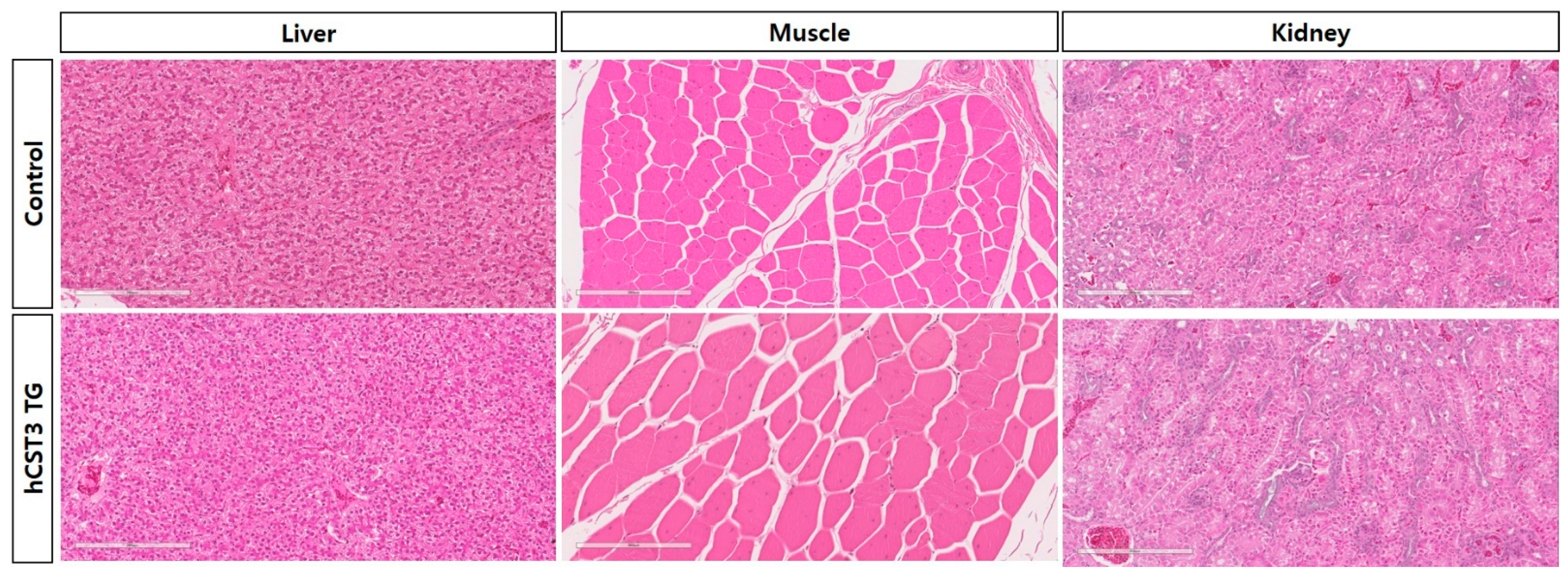 Animals 11 01554 g003