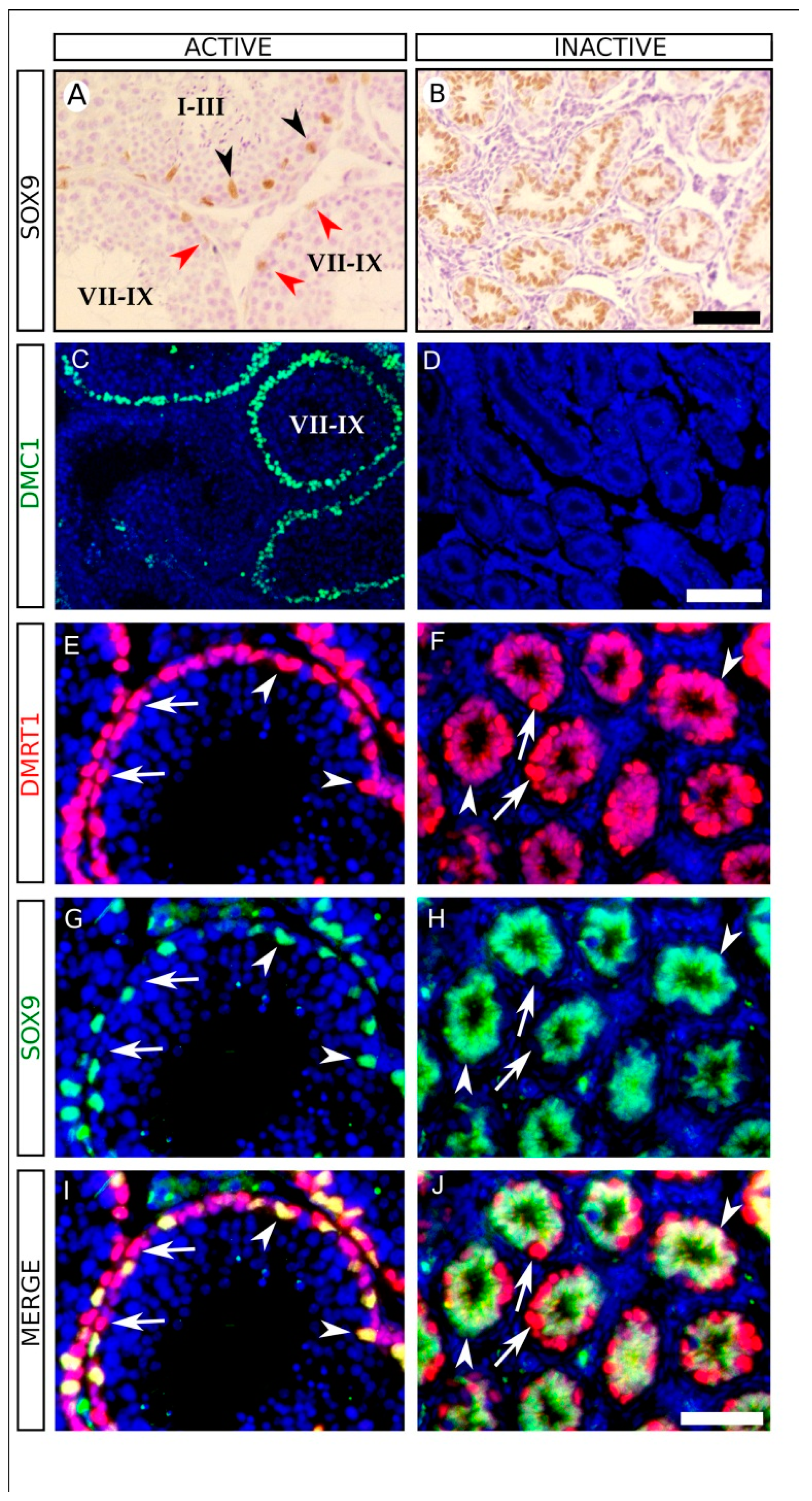 Animals 11 01639 g002 Animals 11 01639 g002