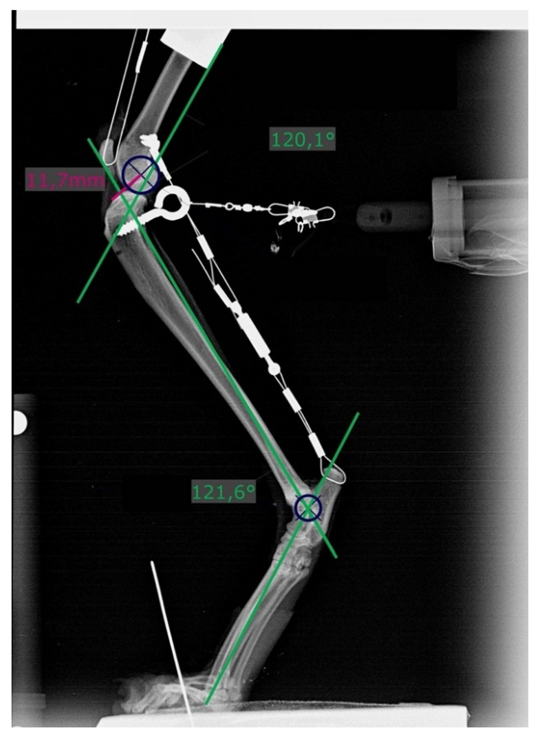 Animals 11 01695 g003