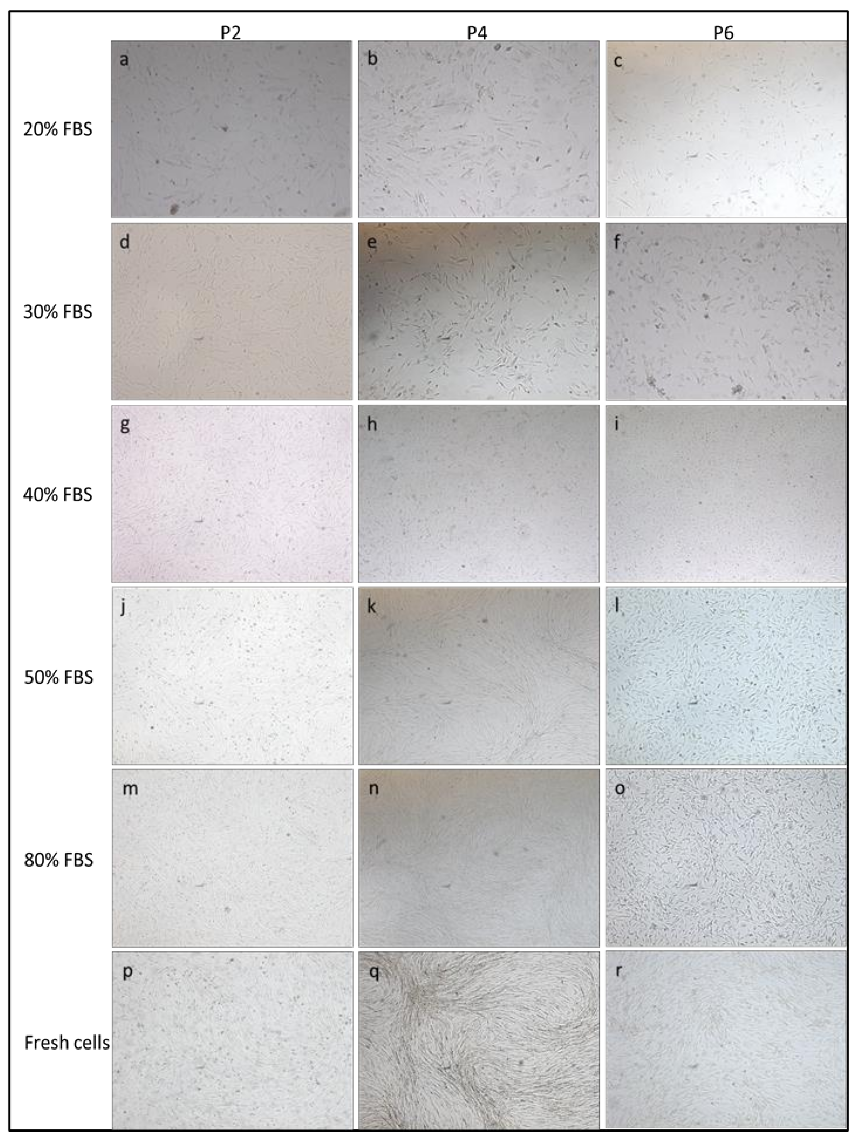 Animals Free Full Text The Effect Of A 7 Year Long Cryopreservation On Stemness Features Of Canine Adipose Derived Mesenchymal Stem Cells Cad Msc Html