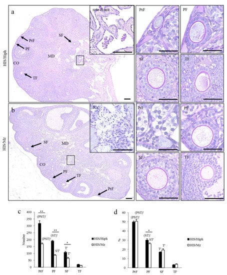 Animals | Free Full-Text | Comparison of Ovarian Morphology and ...