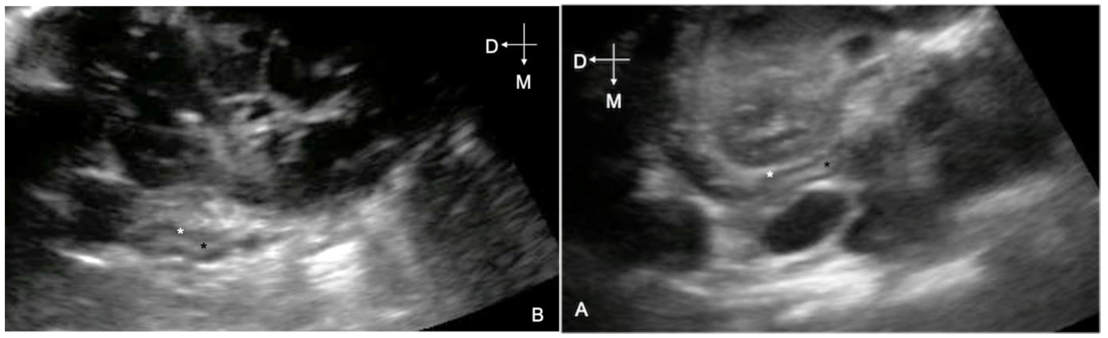 Animals Free Full Text Adrenal Gland Ultrasonographic