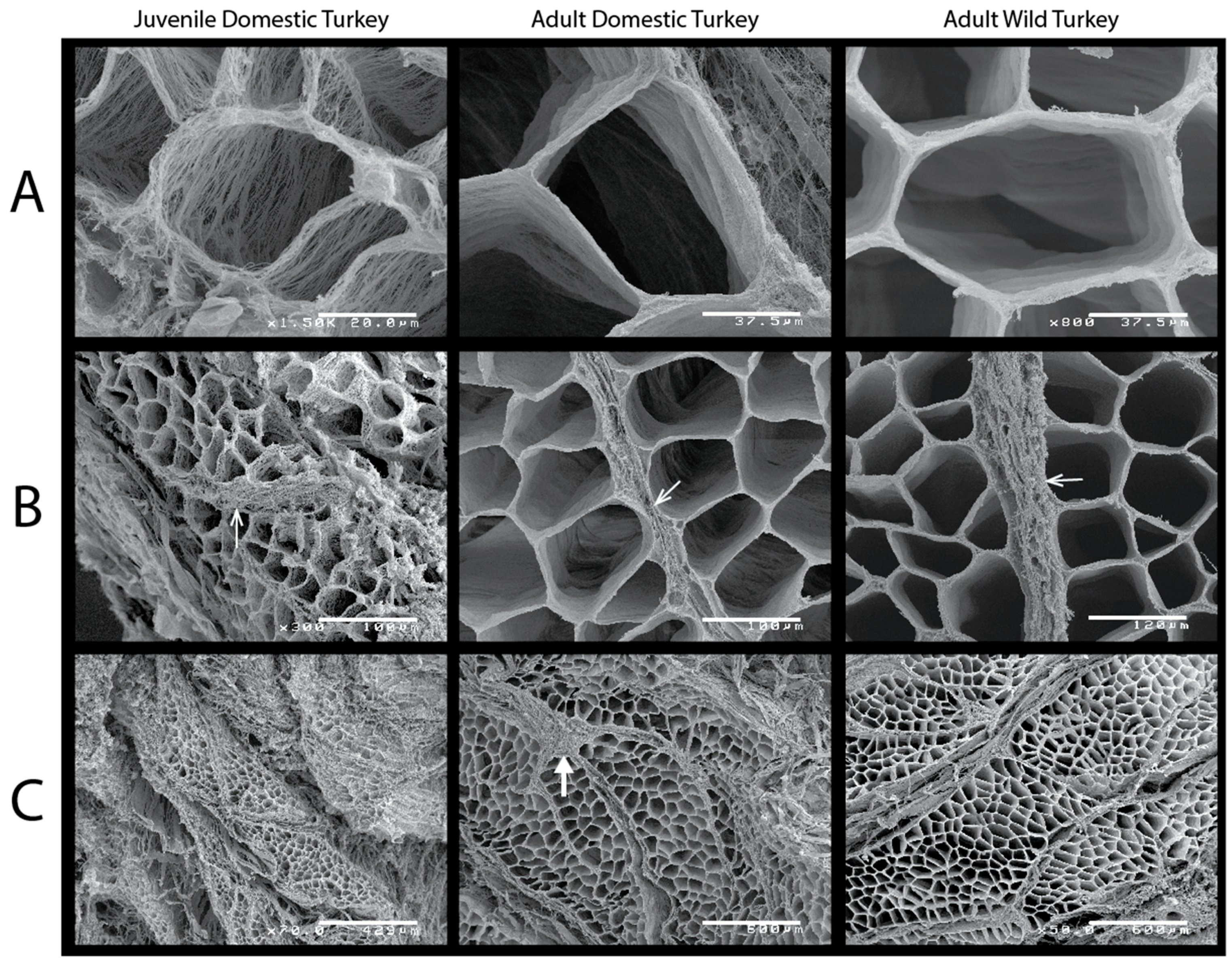 Animals 11 01850 g003