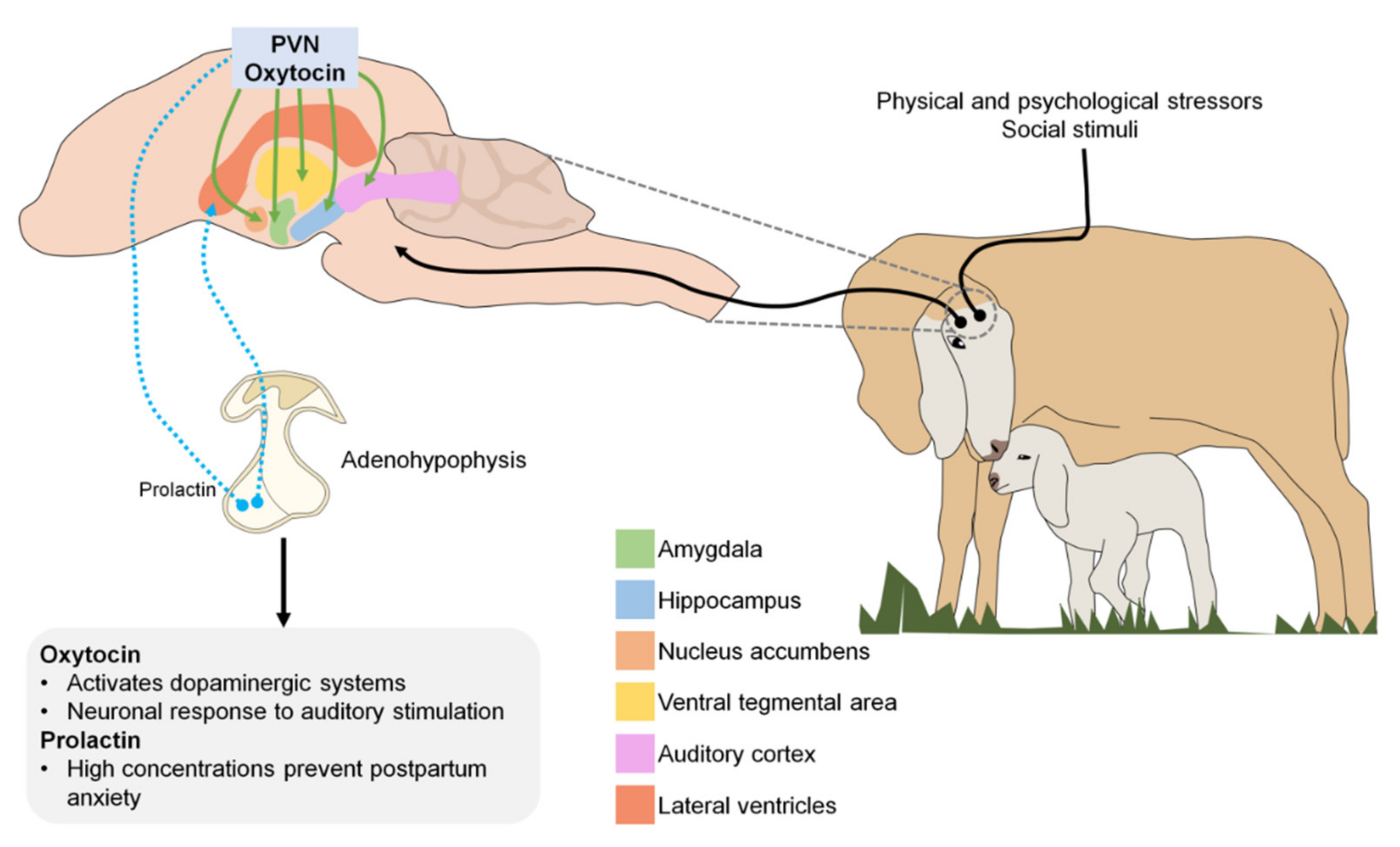 Animals 11 01968 g002 Animals 11 01968 g002