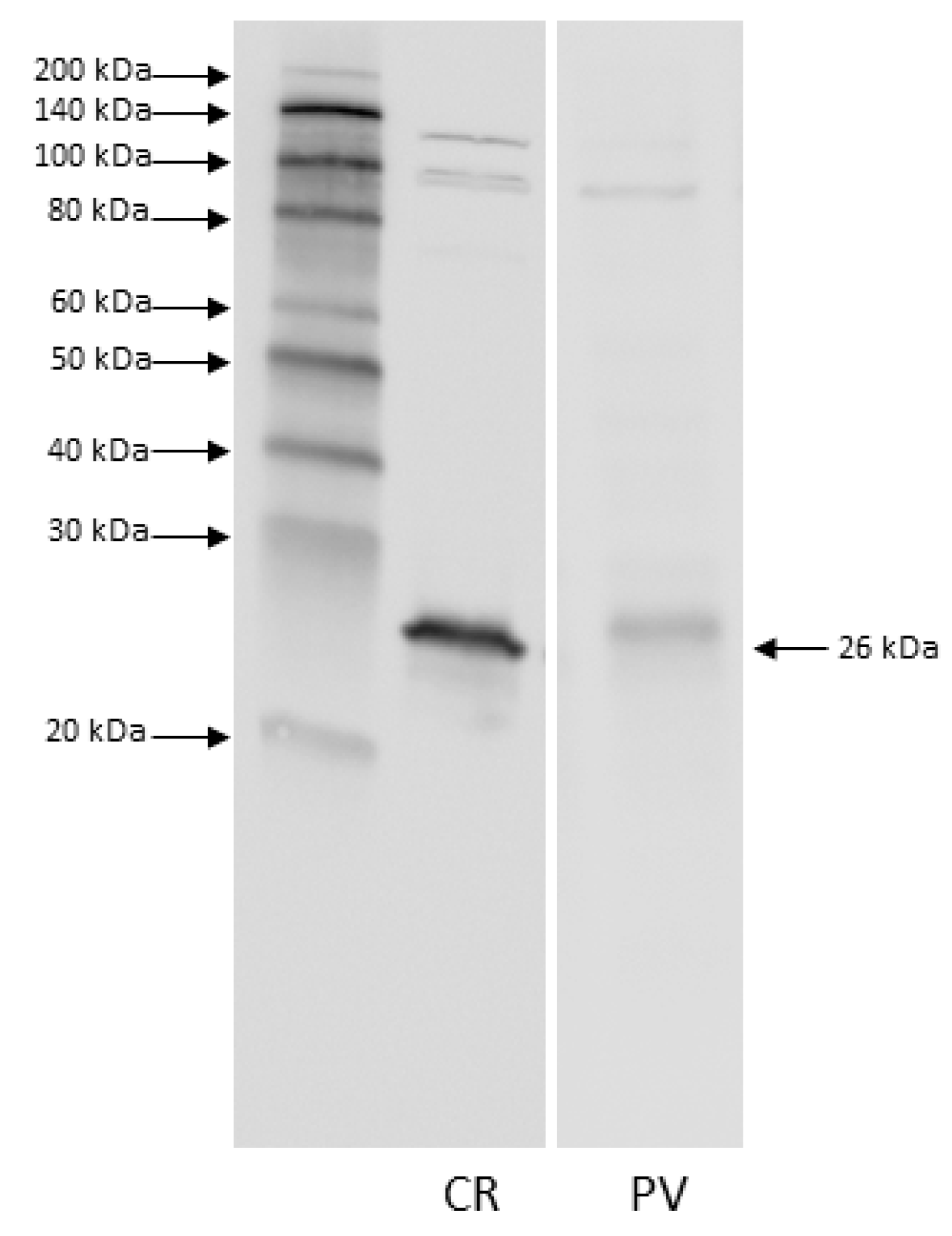 Animals 11 02019 g002