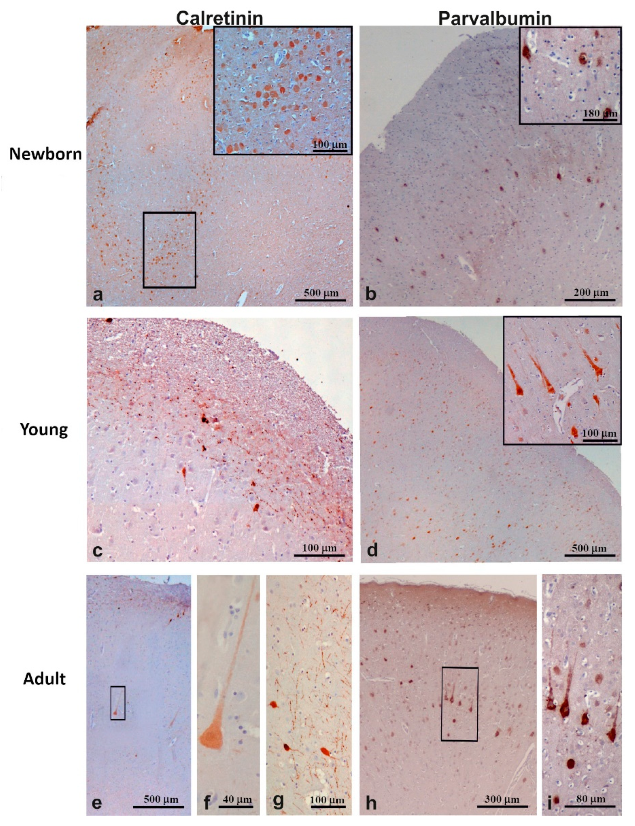 Animals 11 02019 g004