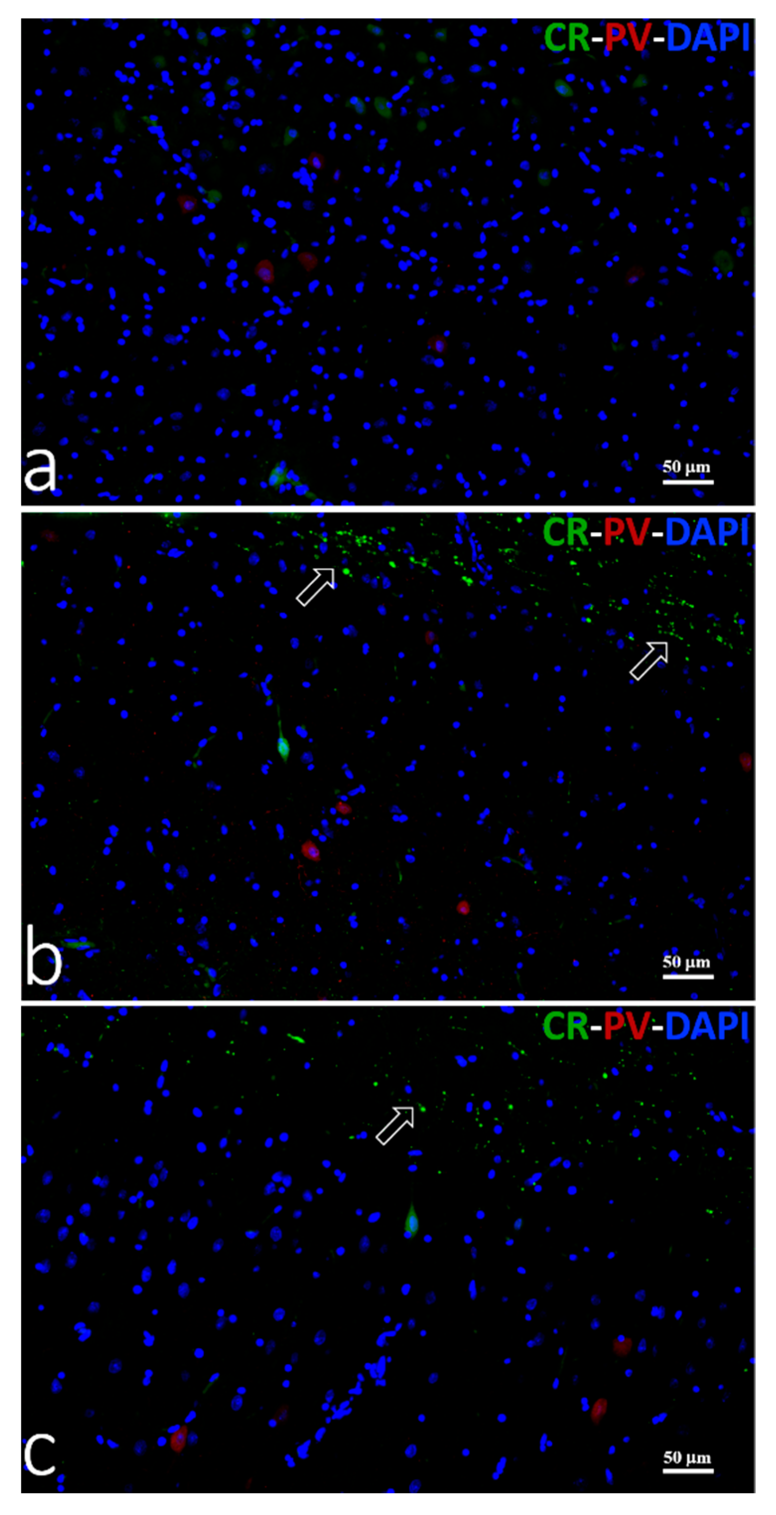 Animals 11 02019 g005