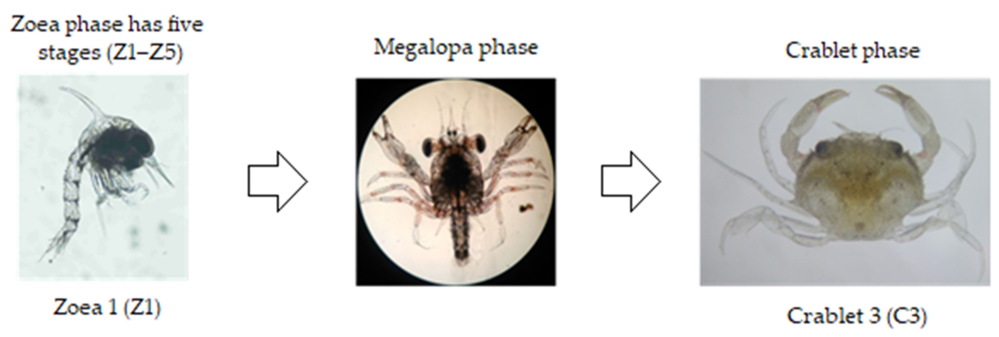 Animals | Free Full-Text | A Review of the Nursery Culture of Mud Crabs,  Genus Scylla: Current Progress and Future Directions