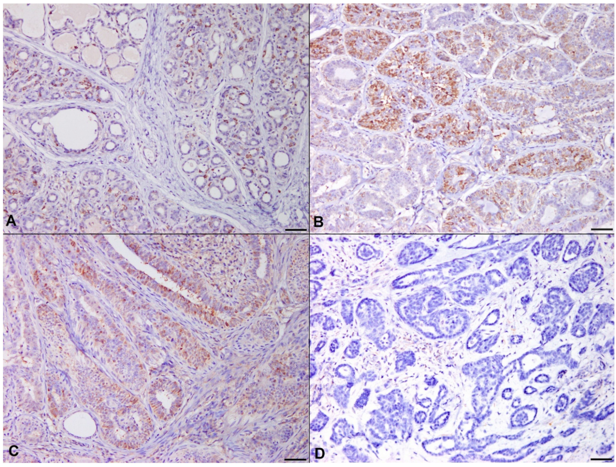 Animals 11 02079 g004