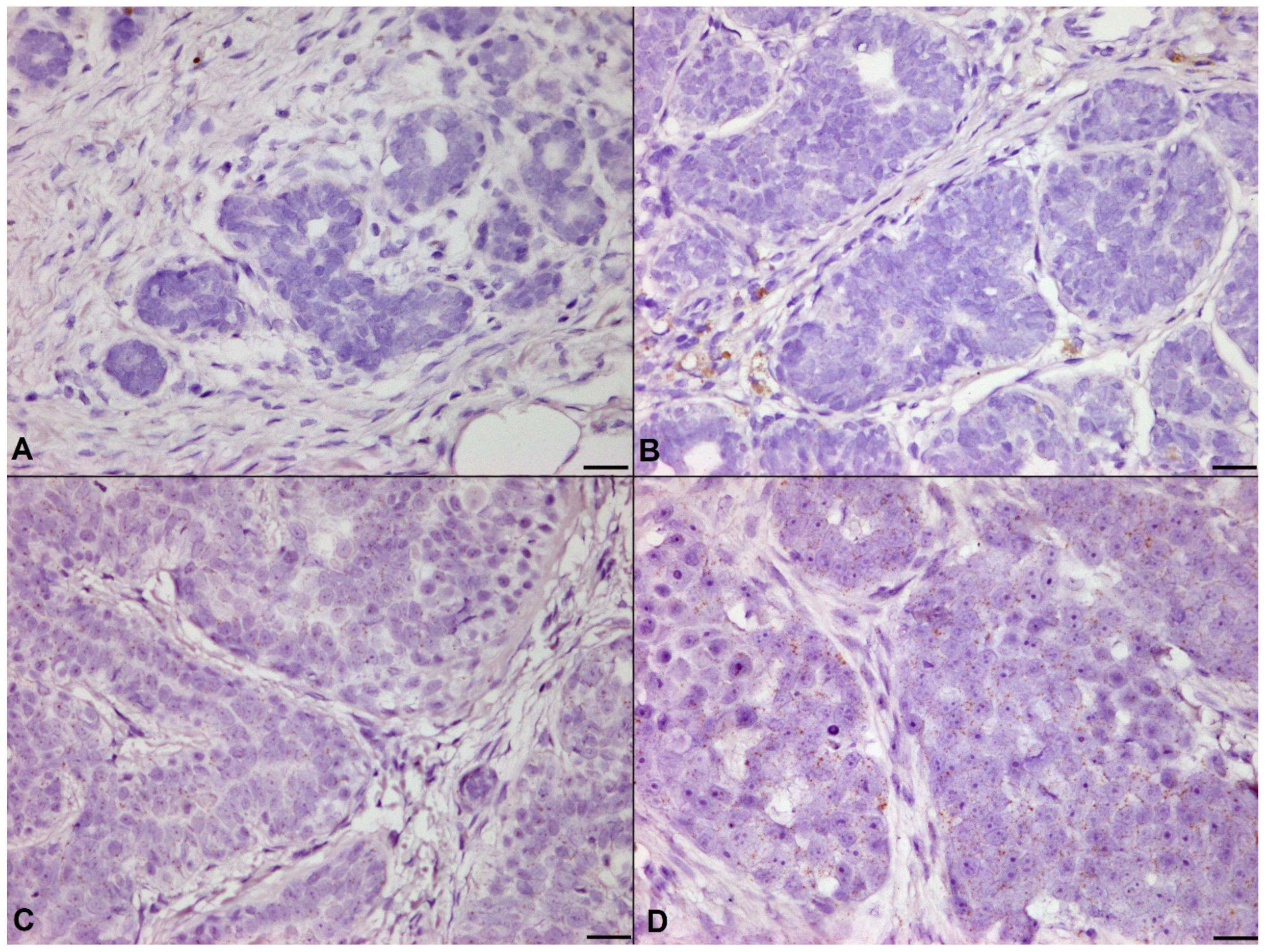 Animals 11 02079 g005