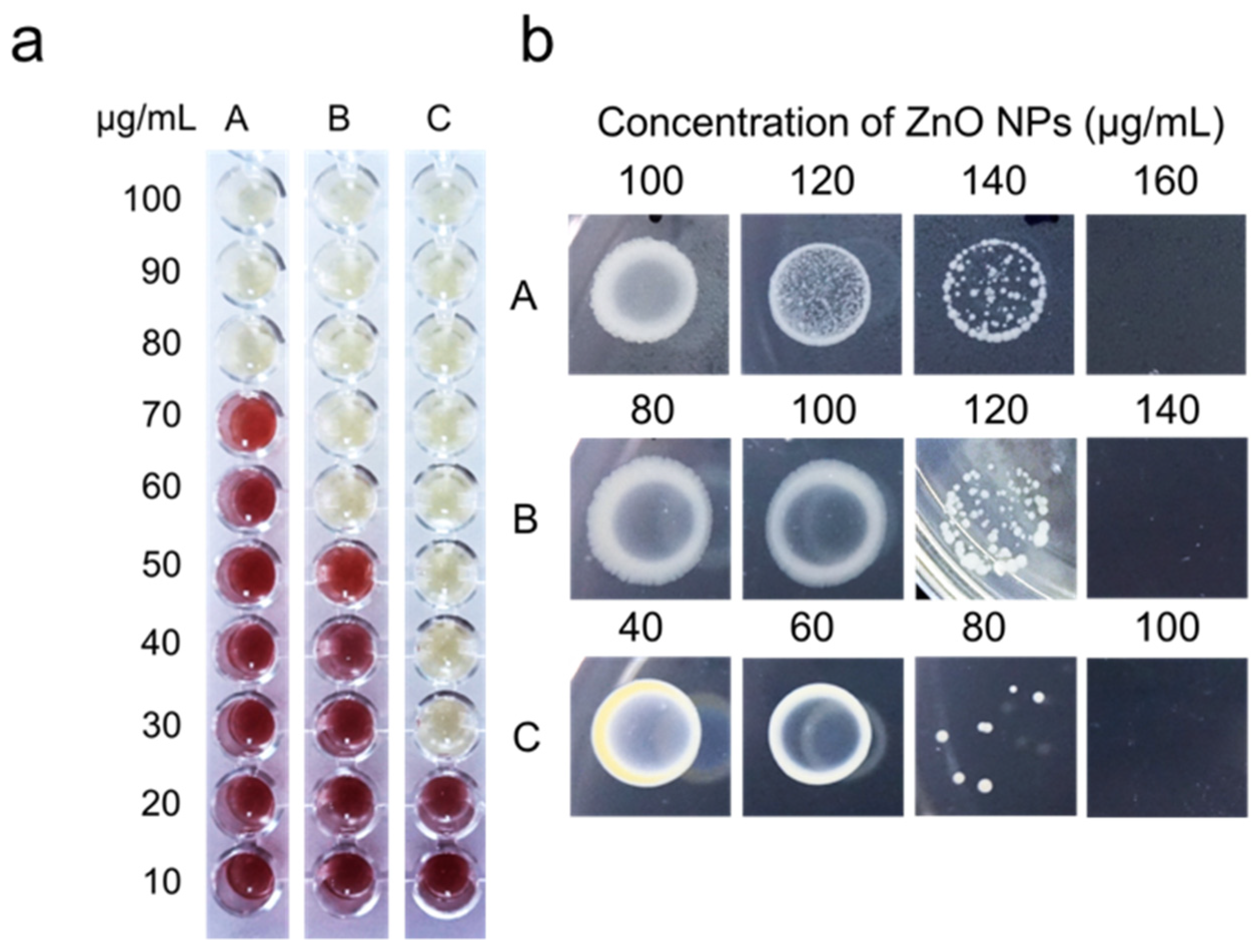 Animals Free Full Text Antibacterial Potential Of Biosynthesized Zinc Oxide Nanoparticles Against Poultry Associated Foodborne Pathogens An In Vitro Study Html