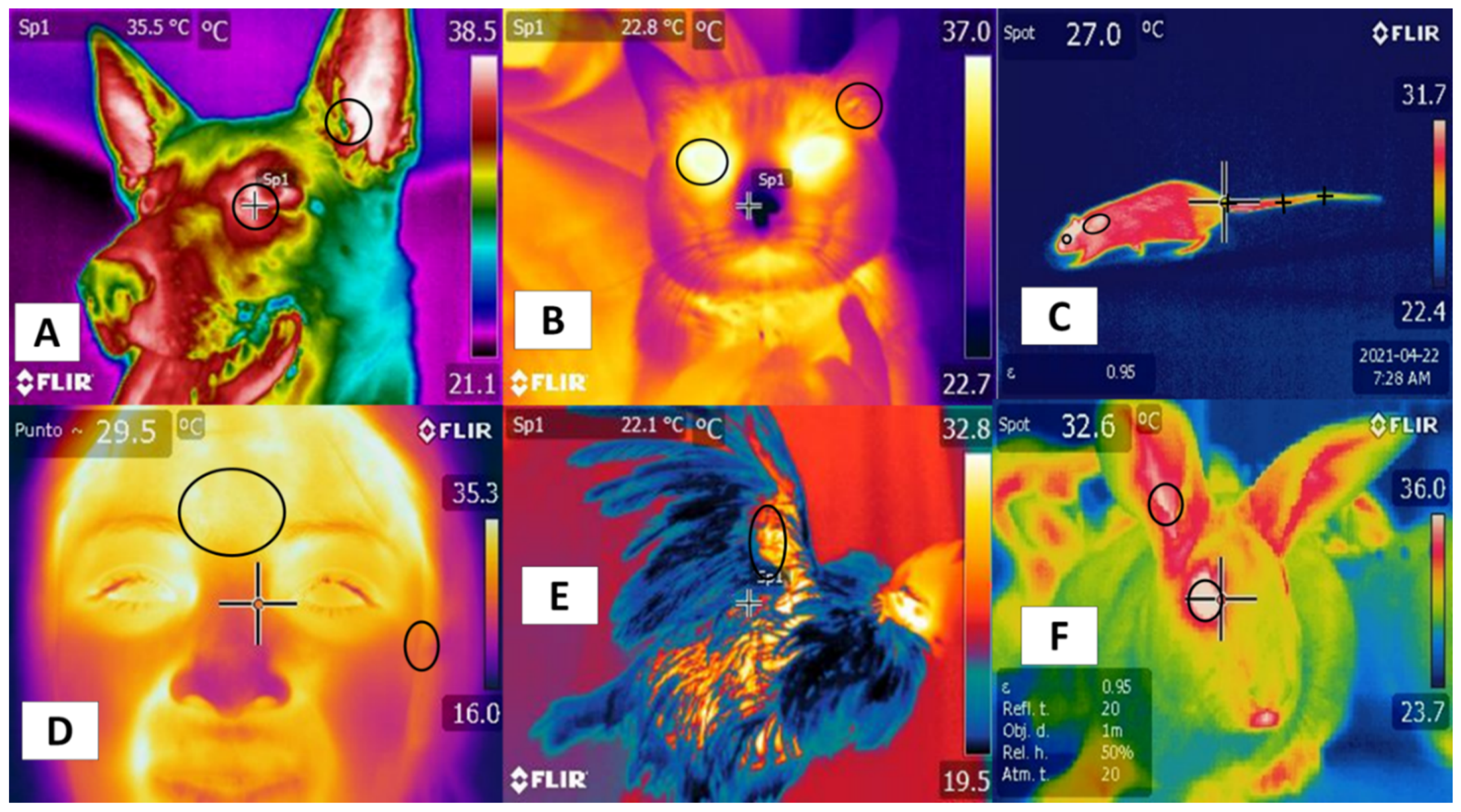 Animals 11 02247 g002