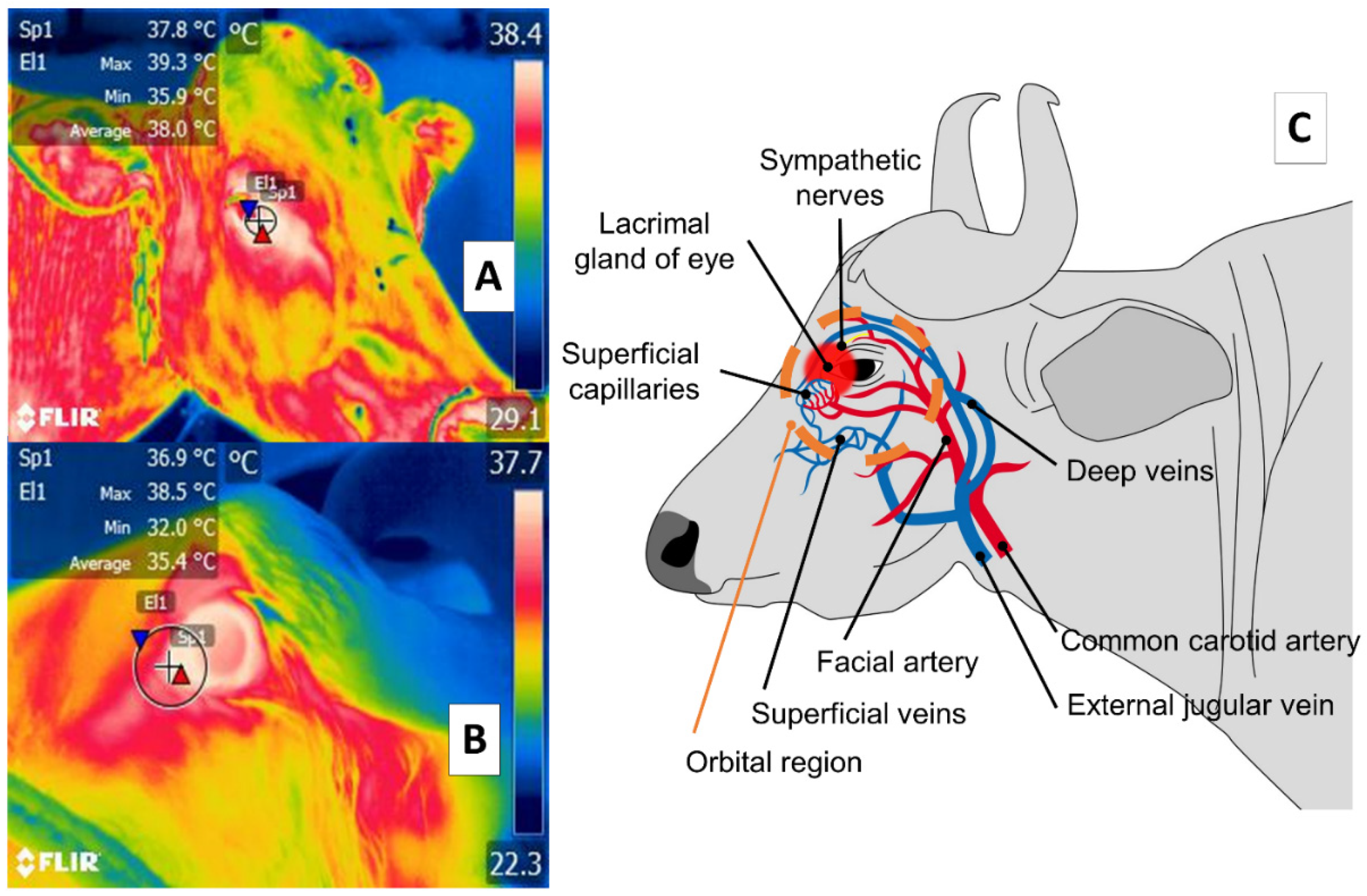 Animals 11 02247 g003