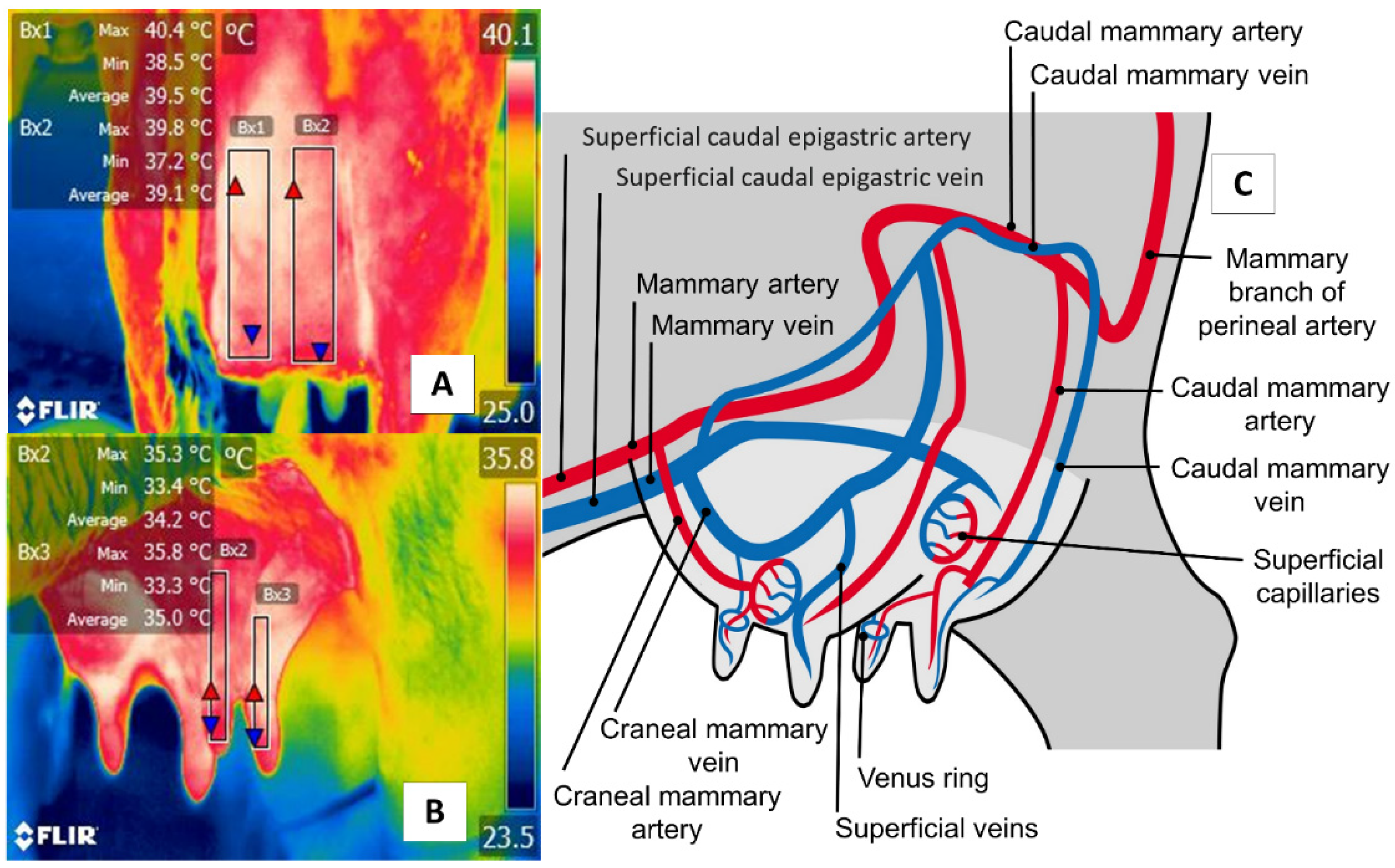 Animals 11 02247 g006