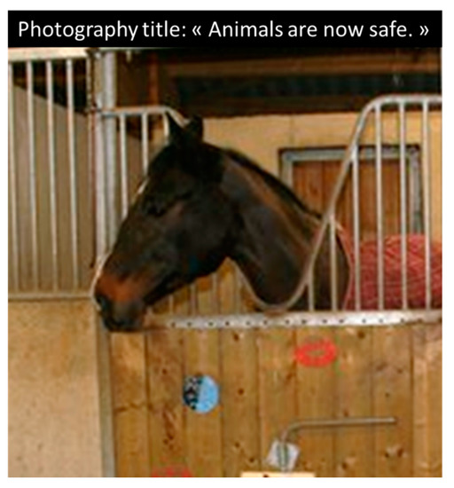 Animals | Free Full-Text | Detecting Welfare in a Non-Verbal Species:  Social/Cultural Biases and Difficulties in Horse Welfare Assessment
