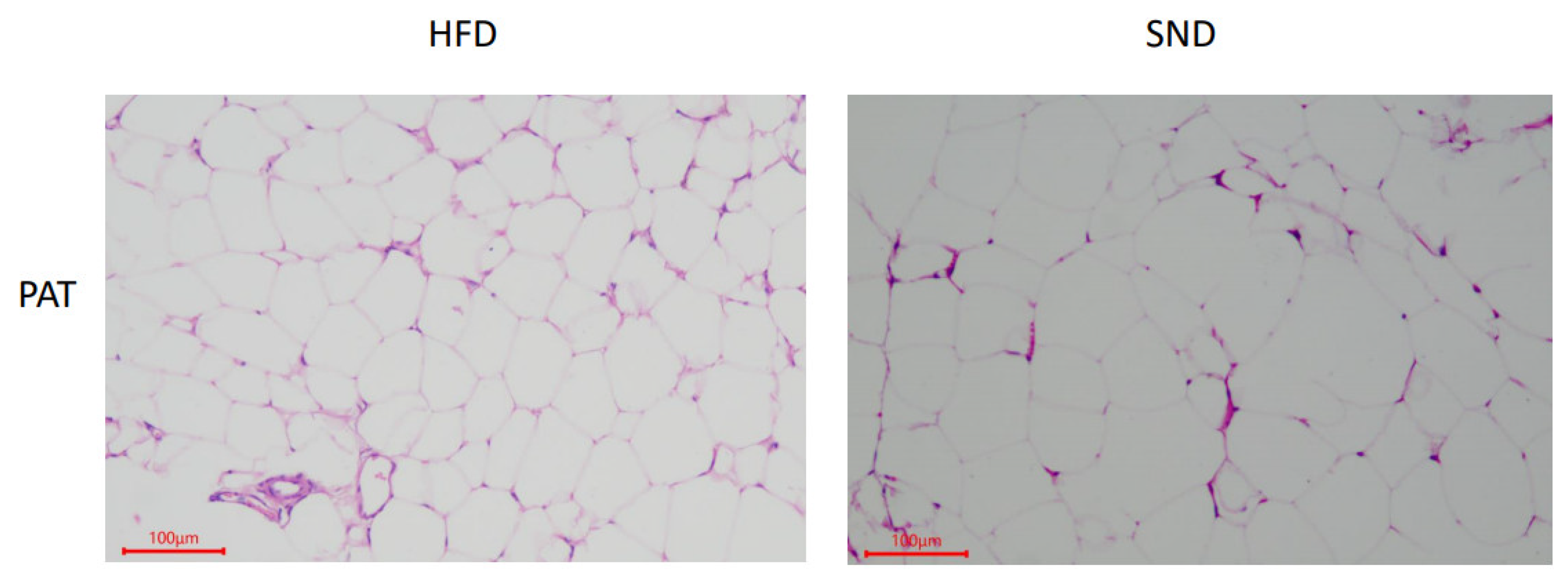 Animals 11 02289 g001