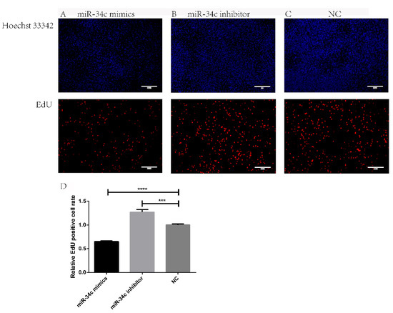 Over-expression of miR-34c leads to early-life visceral fat
