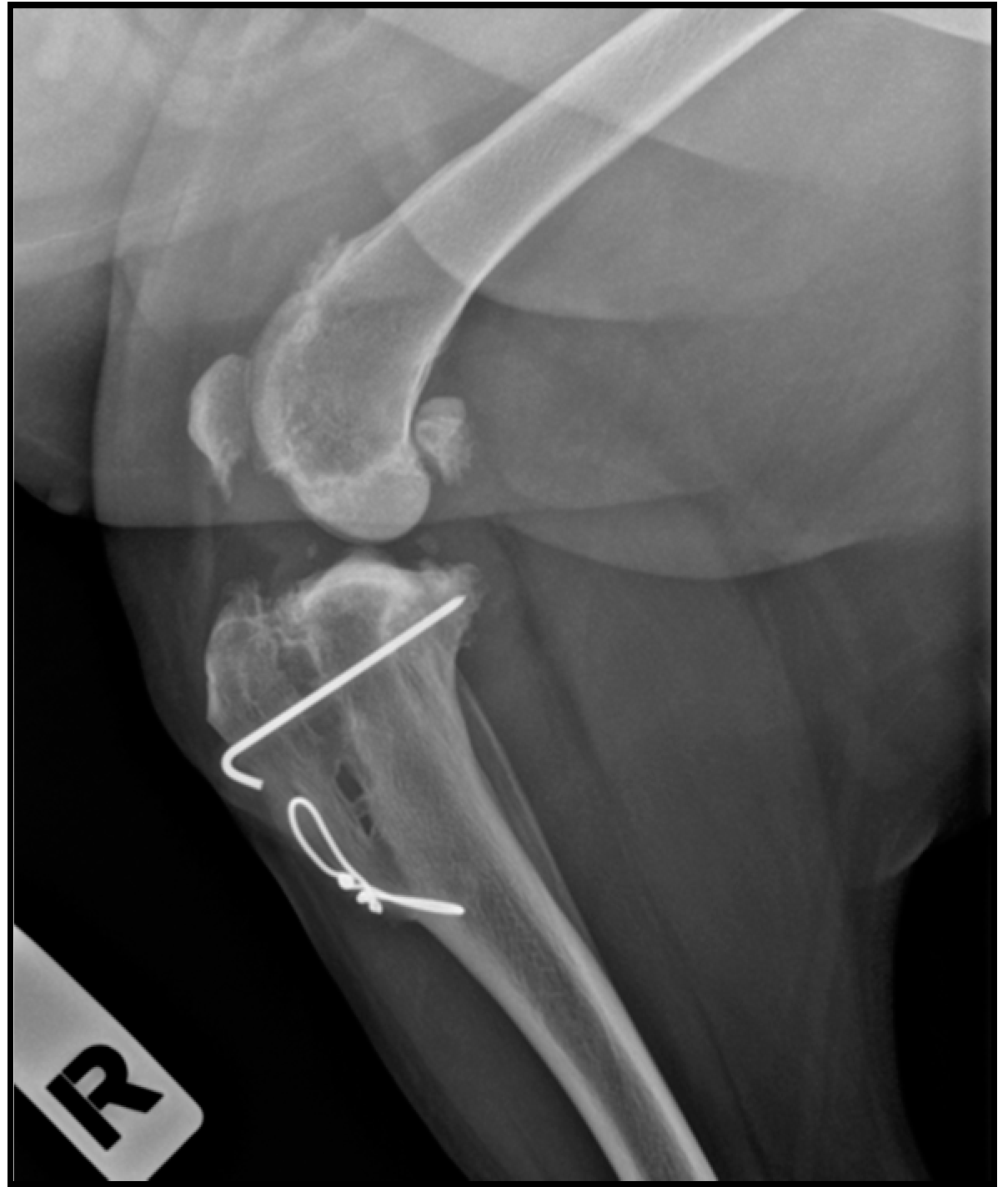 Animals 11 02404 g003