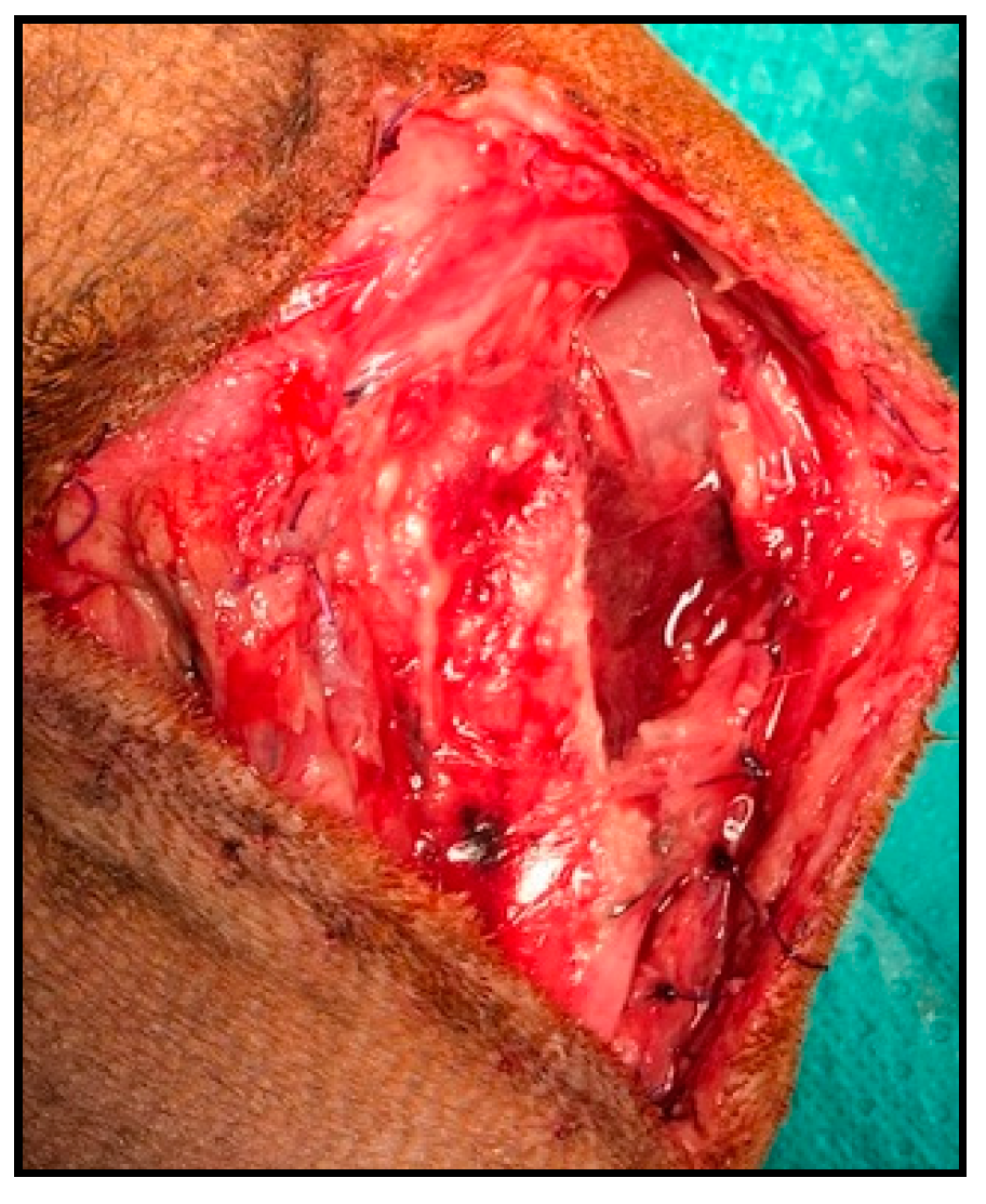 Animals 11 02404 g004